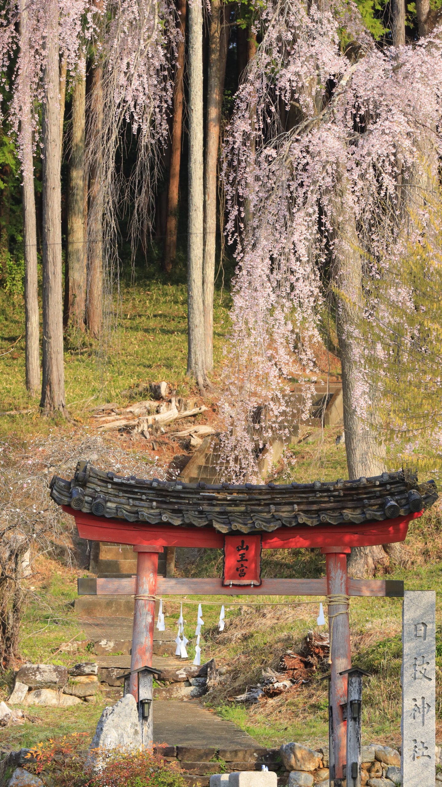 日枝神社(田黒)で枝垂れ桜と鳥居に近づき臨場感を強調した構図