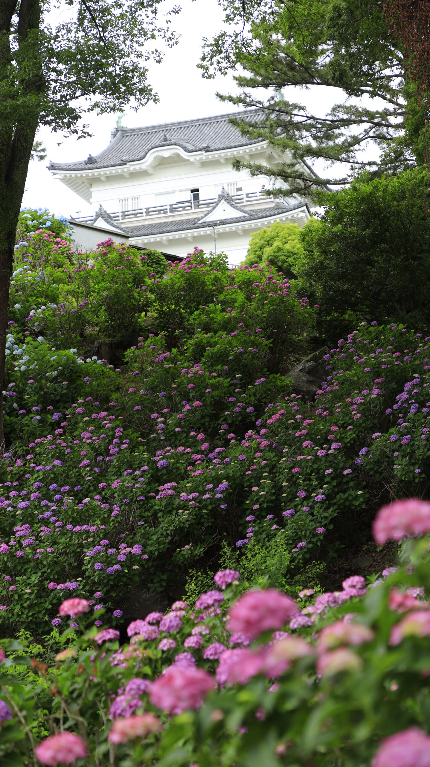 小田原城の高台下に咲くピンク紫陽花と城