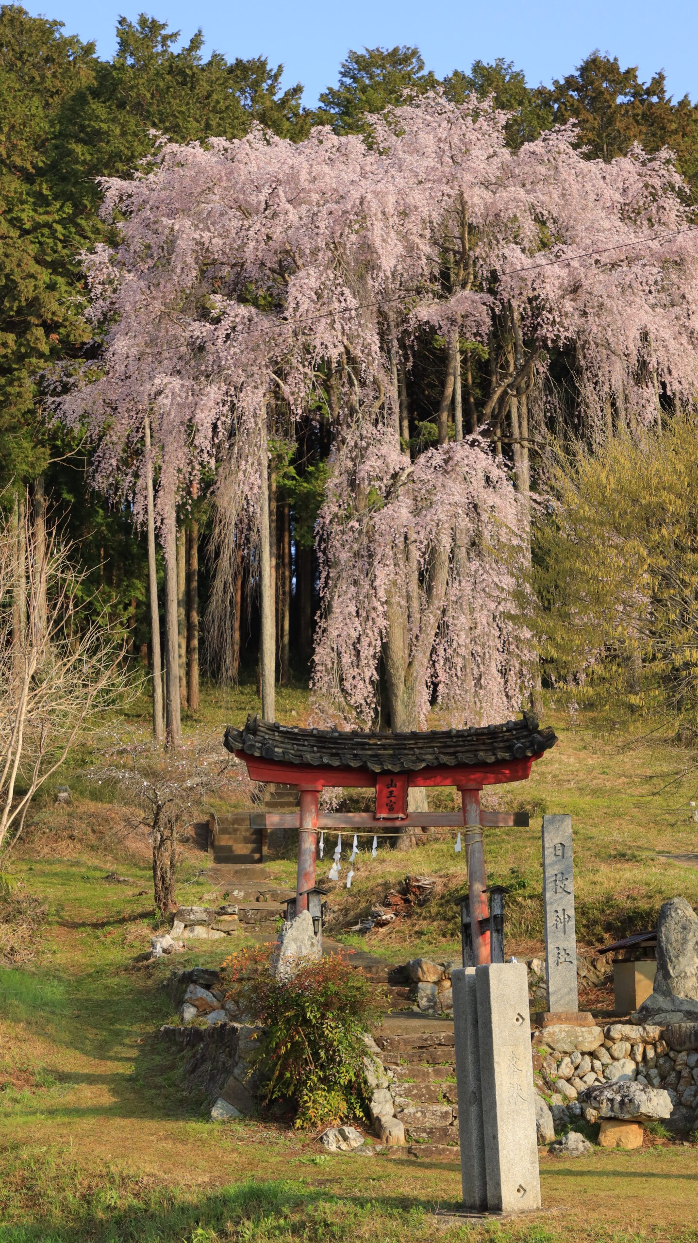 日枝神社(田黒)で枝垂れ桜と鳥居をバランスよく全体で捉えた風景