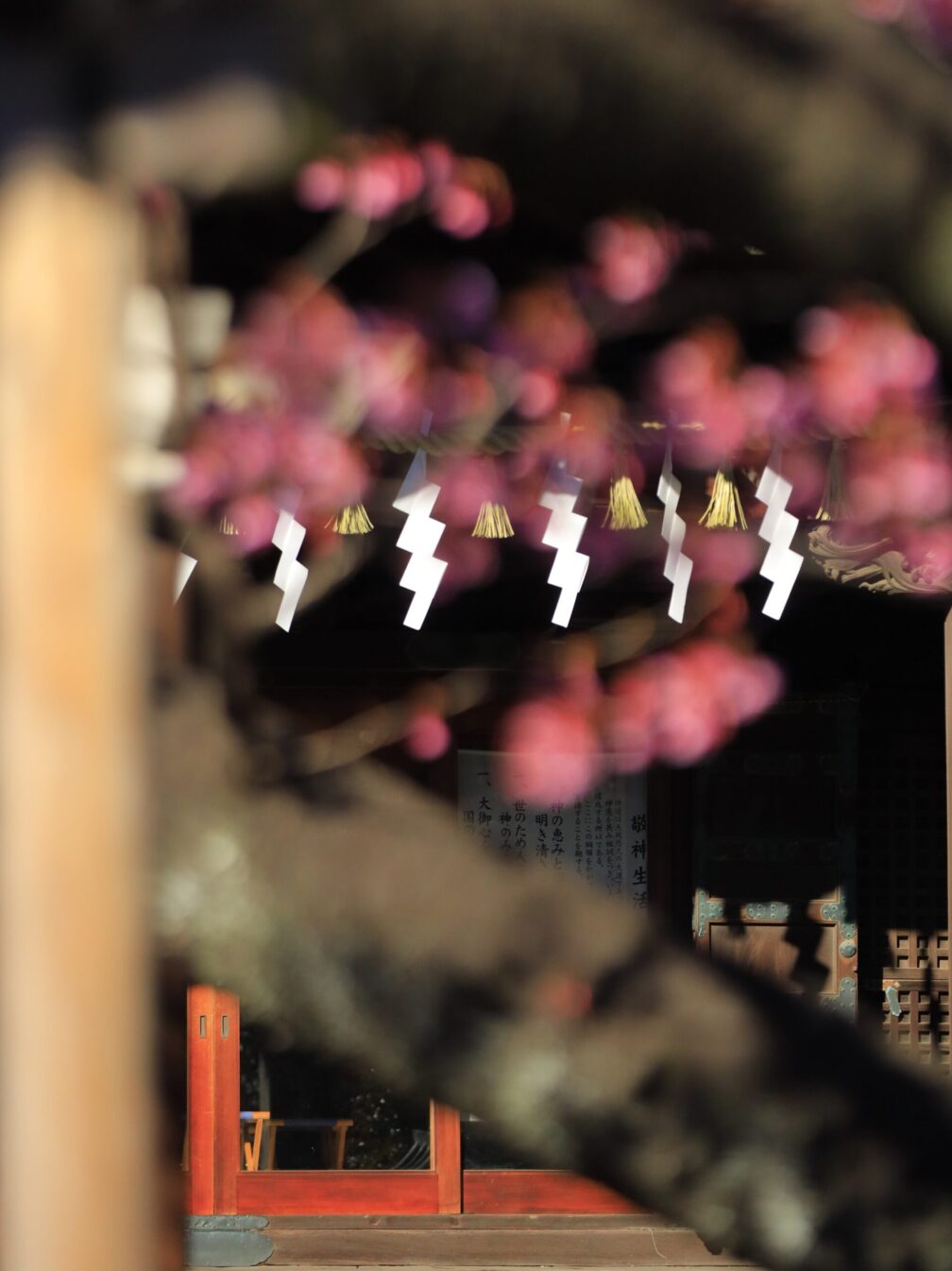 寒緋桜と神社