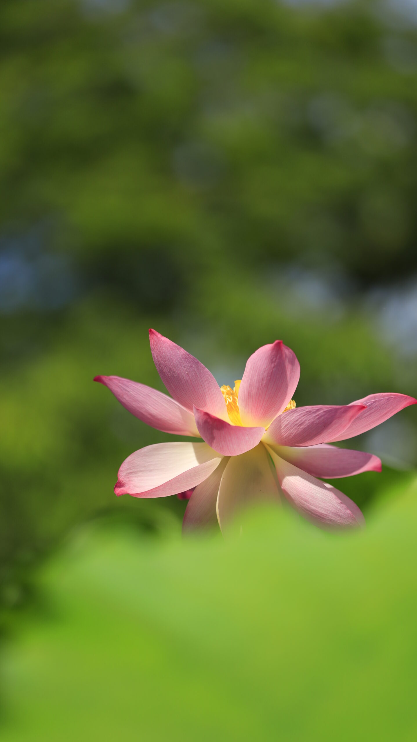 大船フラワーセンターで緑の前ボケ越しに浮かび上がるピンク色の蓮の花