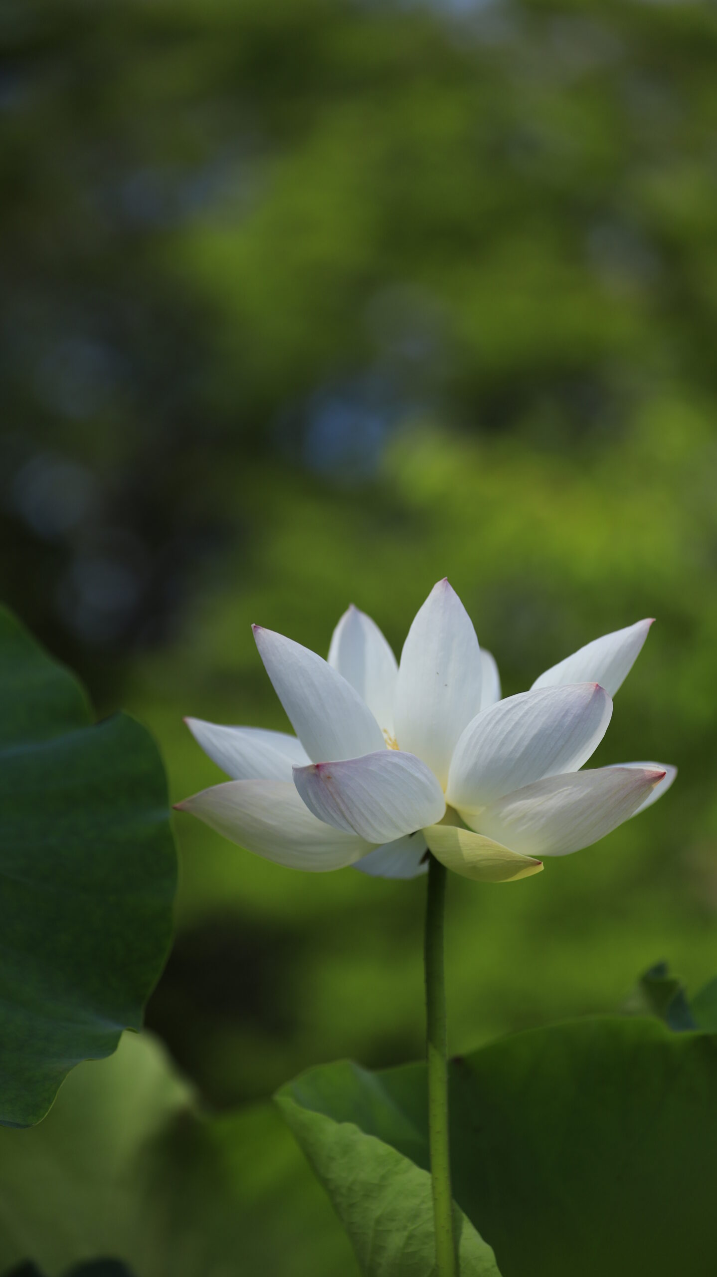 大船フラワーセンターの緑の蓮池に凛と佇む一輪の蓮の花
