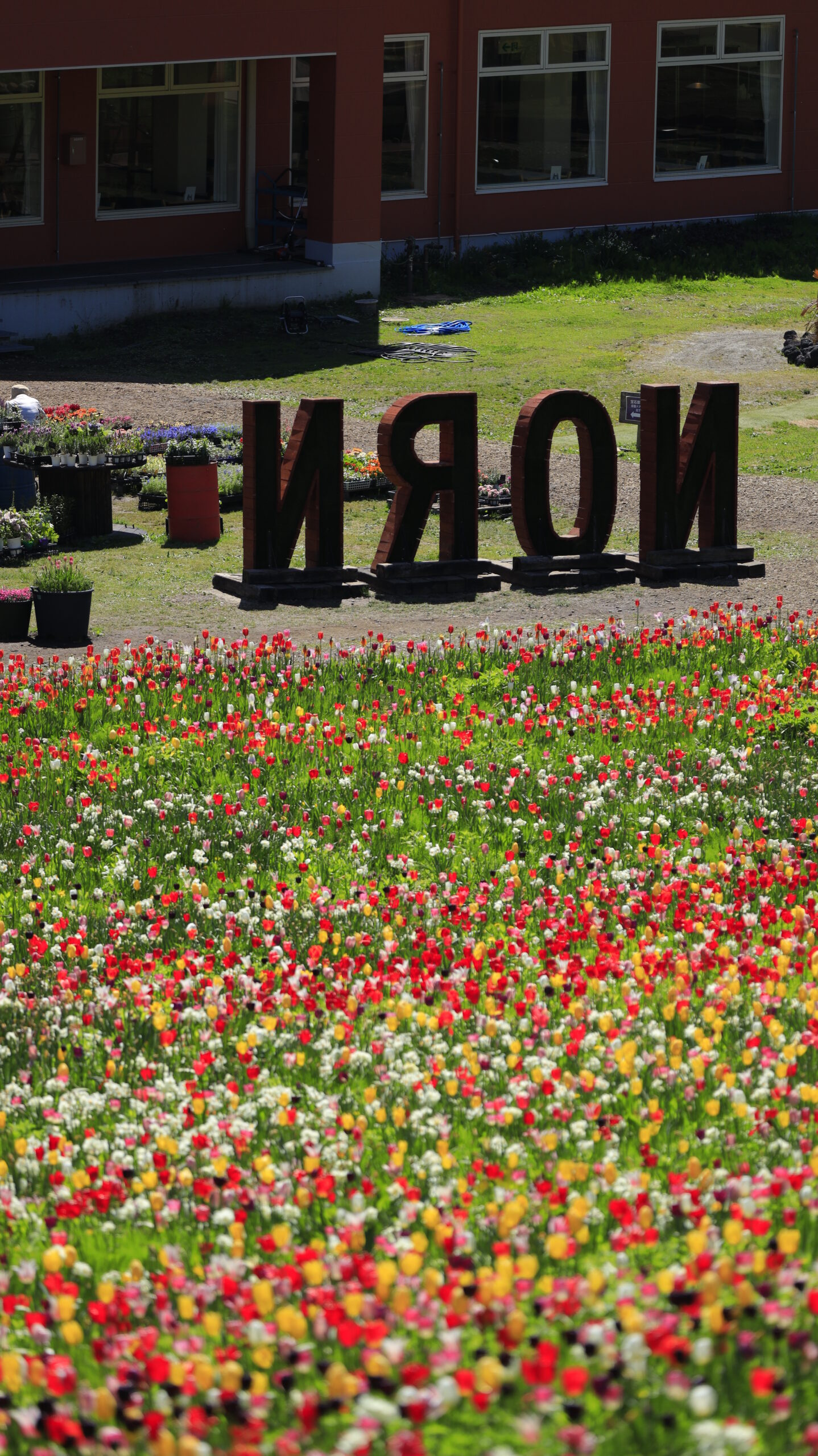 Tulips at Norn Minakami Flower Garden and NORN objects seen from behind