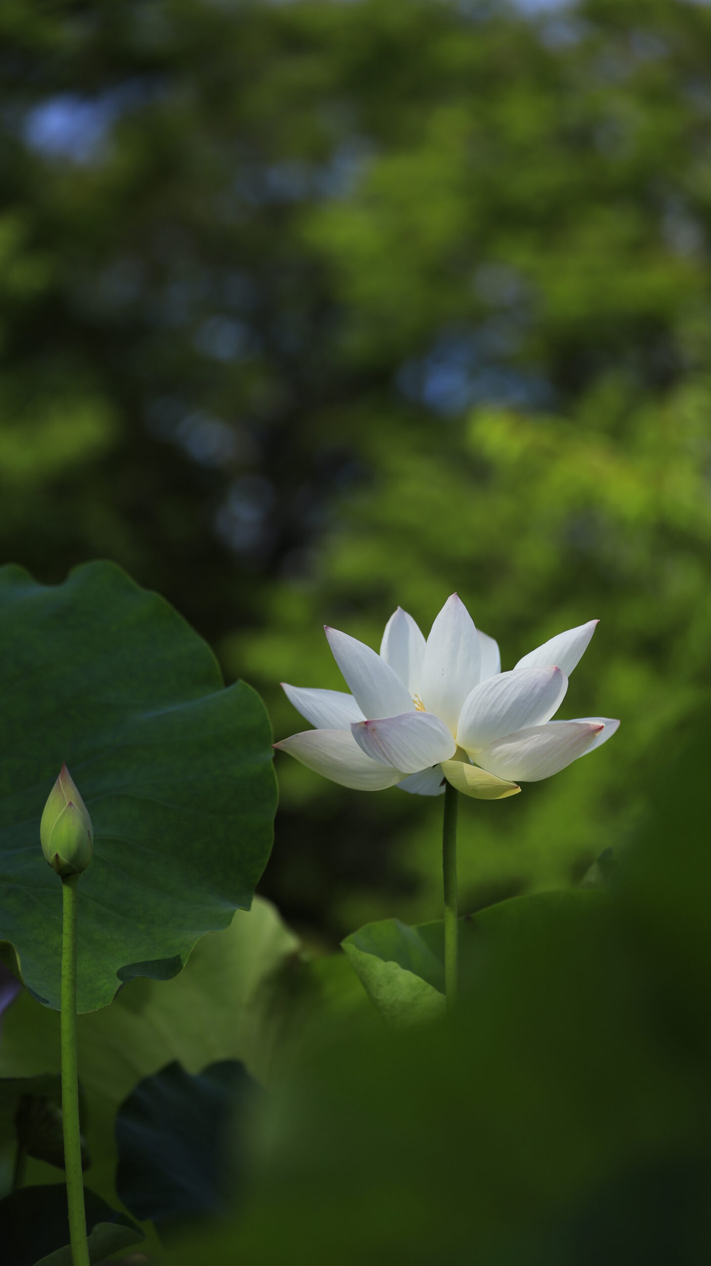 大船フラワーセンターで空に向かってまっすぐ伸びる白い蓮の花