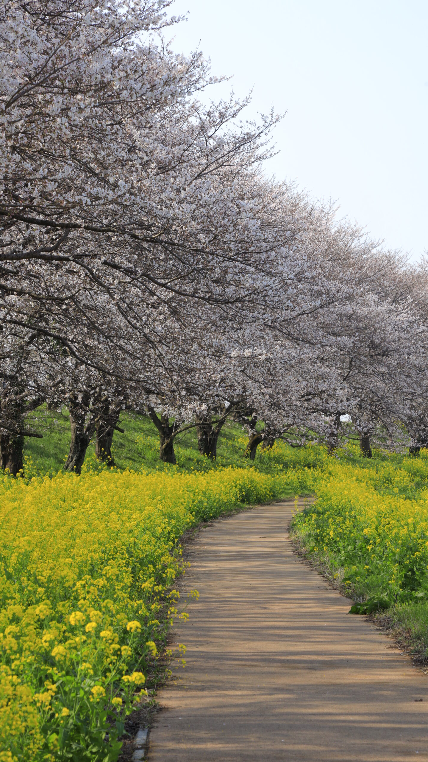 さくら堤公園で満開のソメイヨシノと菜の花ロードが続く春の絶景