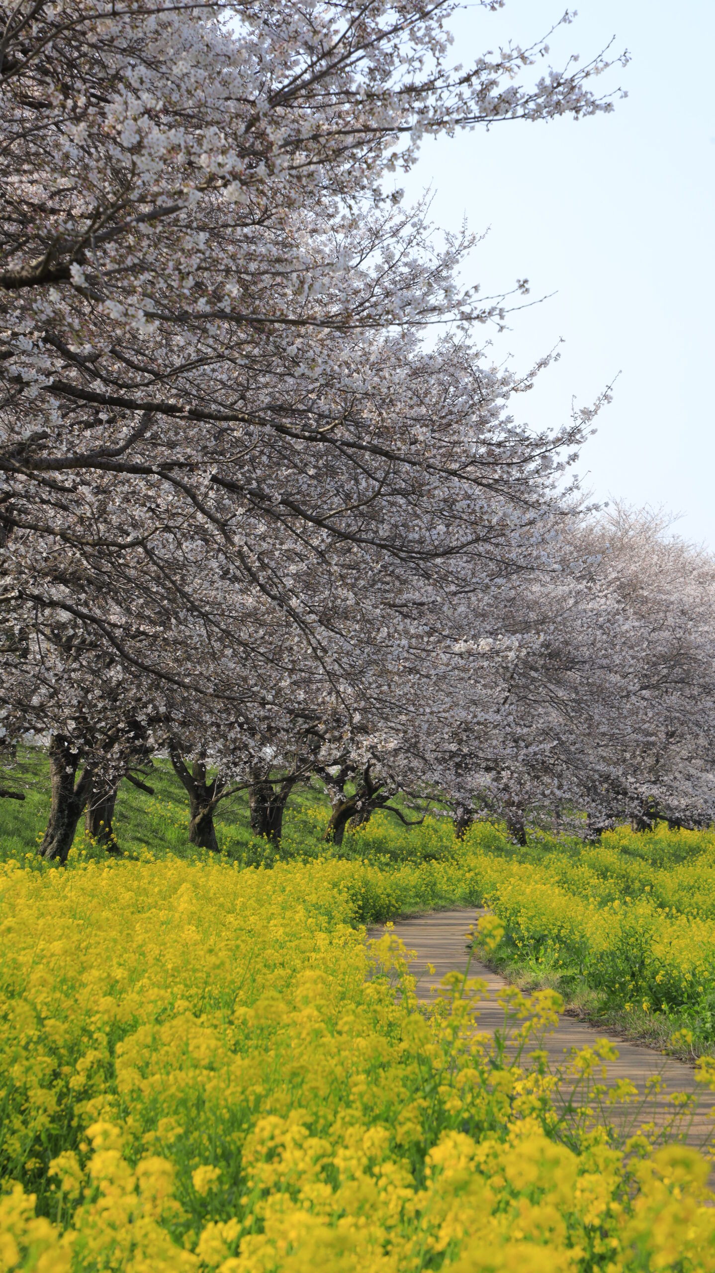さくら堤公園で菜の花のカーブと桜並木を組み合わせ流れを意識した構図