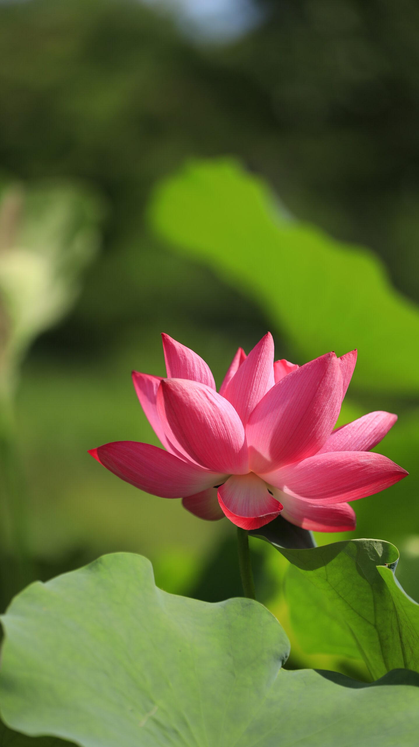 大船フラワーセンターで鮮やかに咲く濃いピンク色の蓮の花