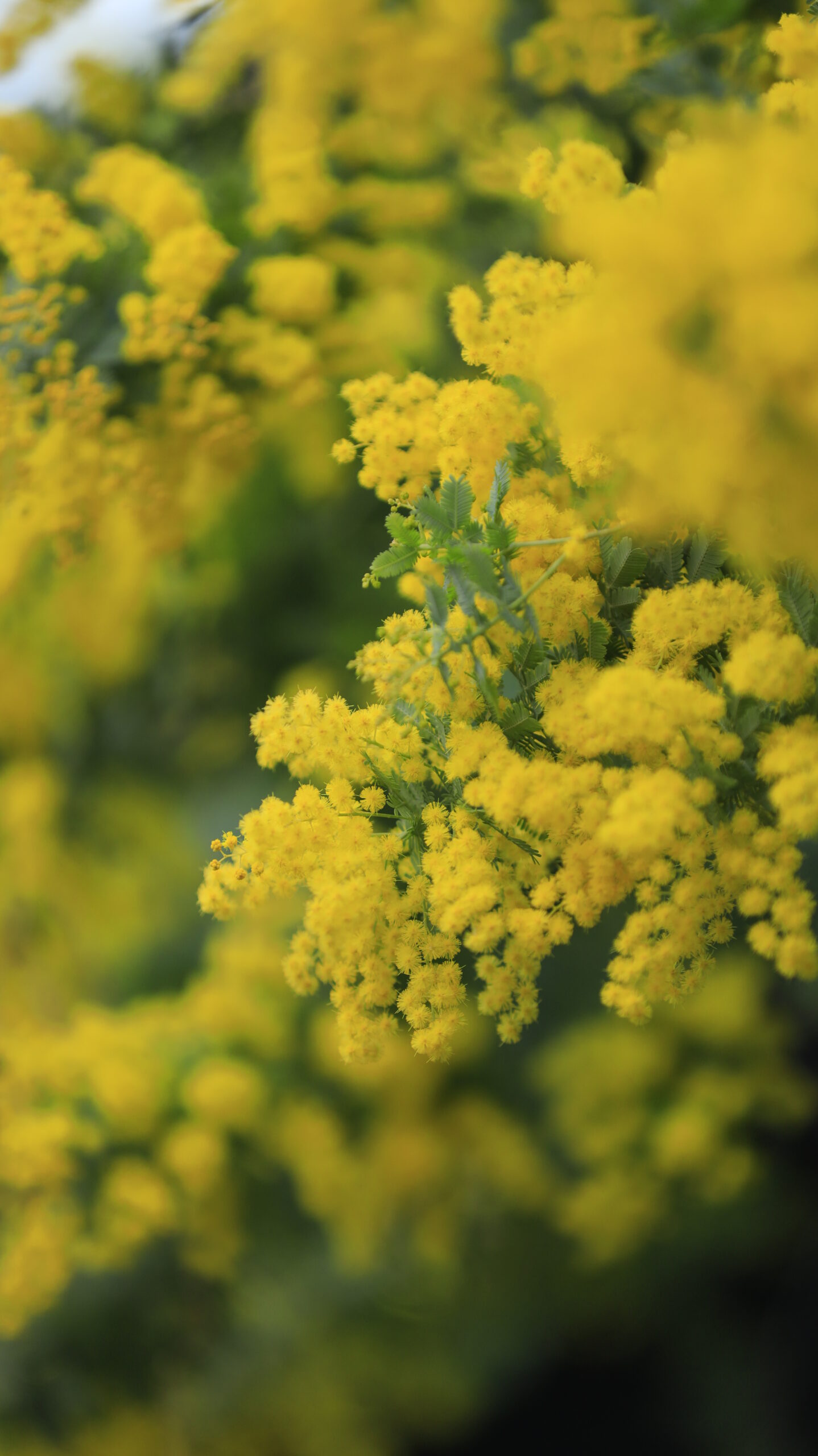 台東区・蔵前神社で、光を浴びて輝くミモザをアップで捉えた明るい春の一枚