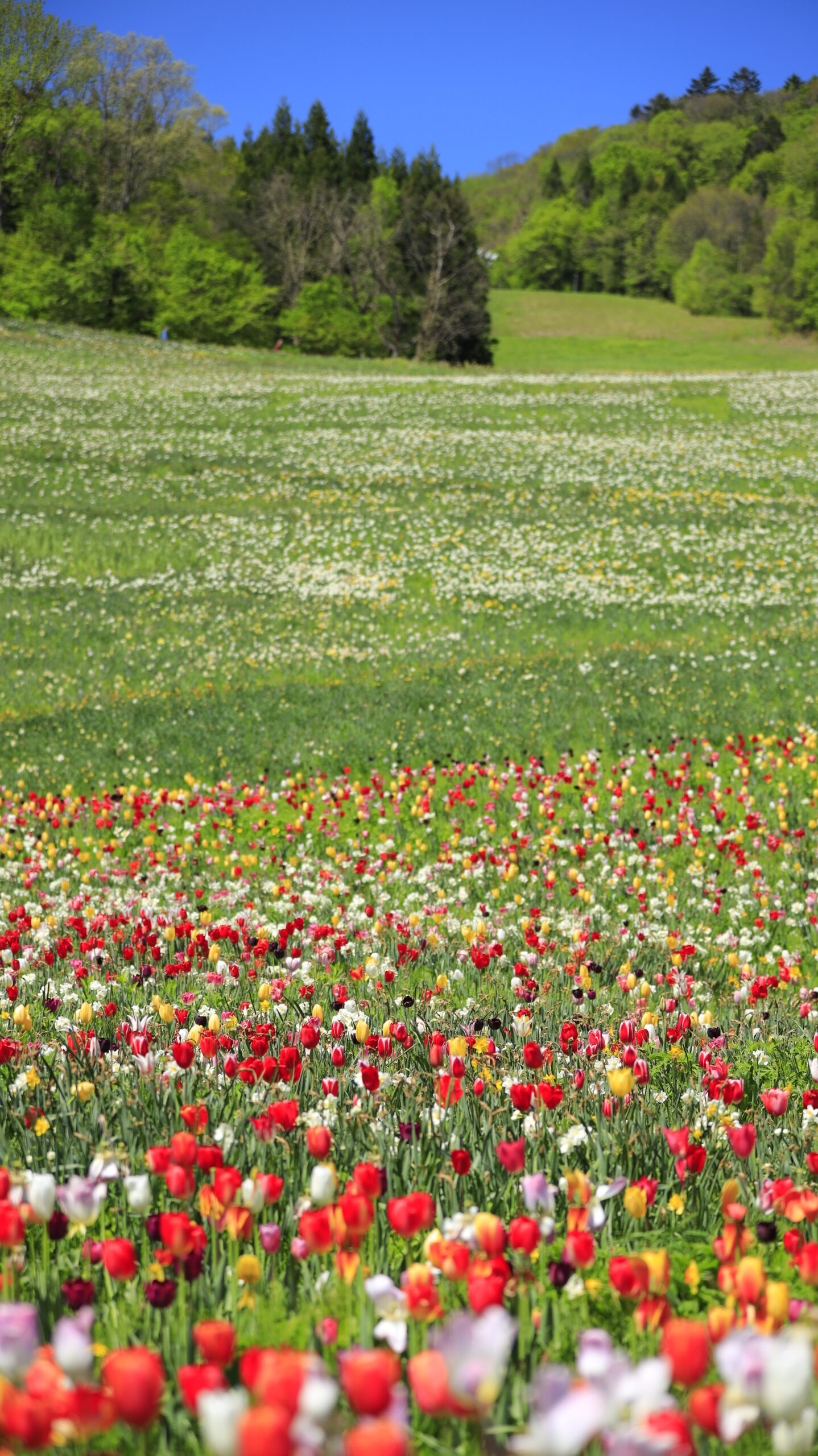 Scenery of flower garden from tulips to daffodils and slopes at Norn Minakami Flower Garden