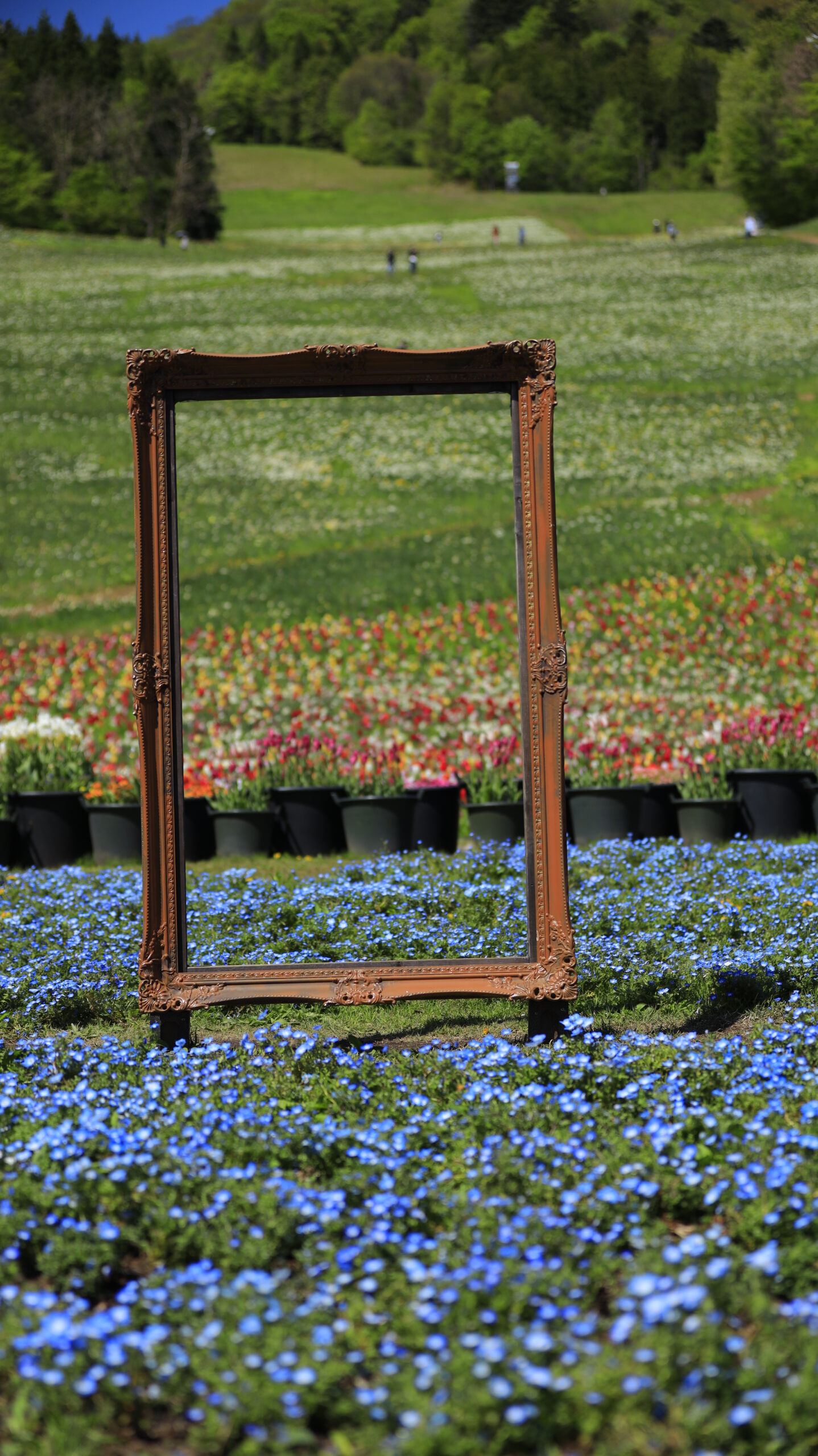 Nemophila flower beds and framed objects at Norn Minakami Flower Garden, flower garden in the back