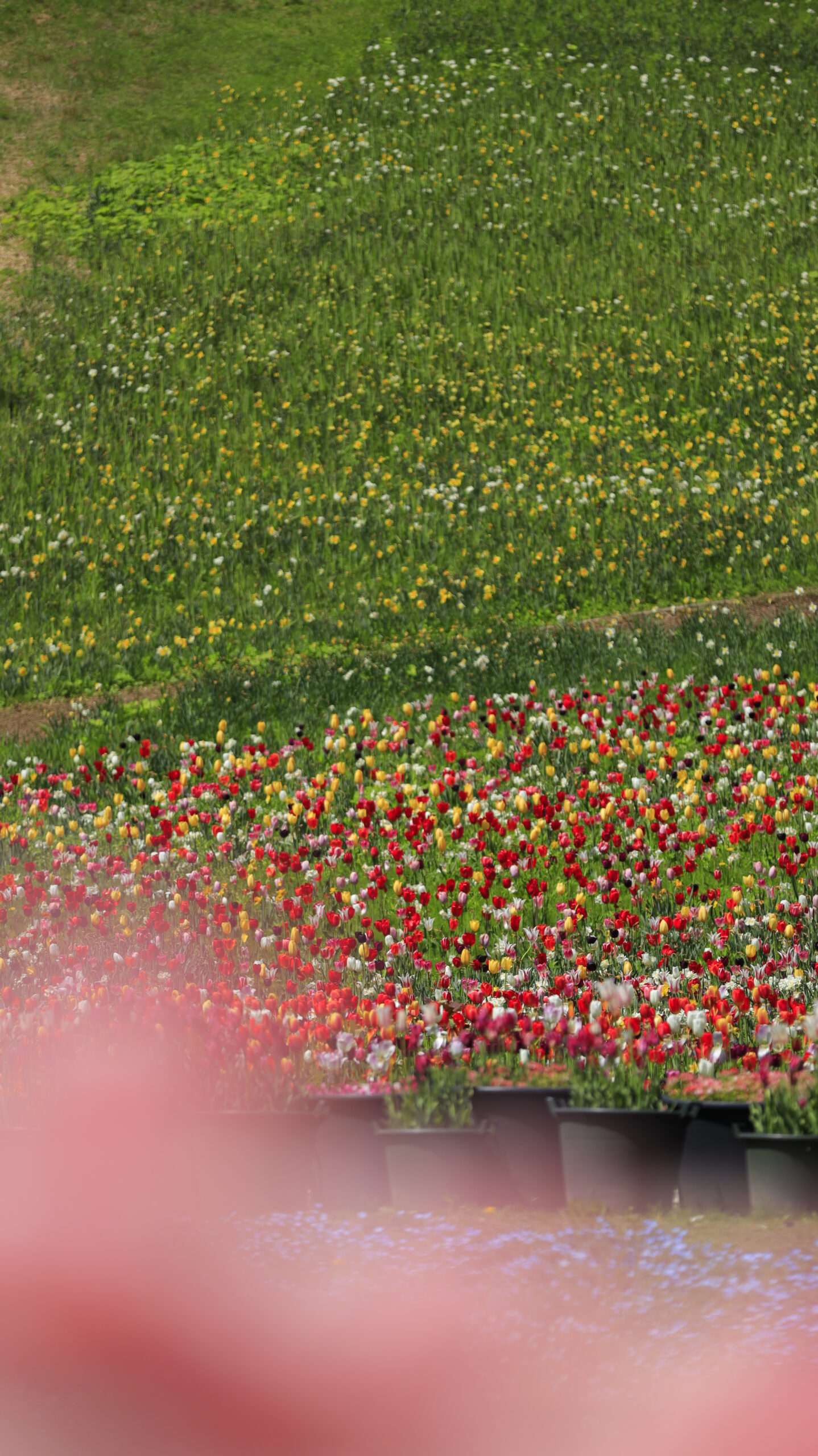 Vivid tulip field photographed with front blur at Norn Minakami Flower Garden