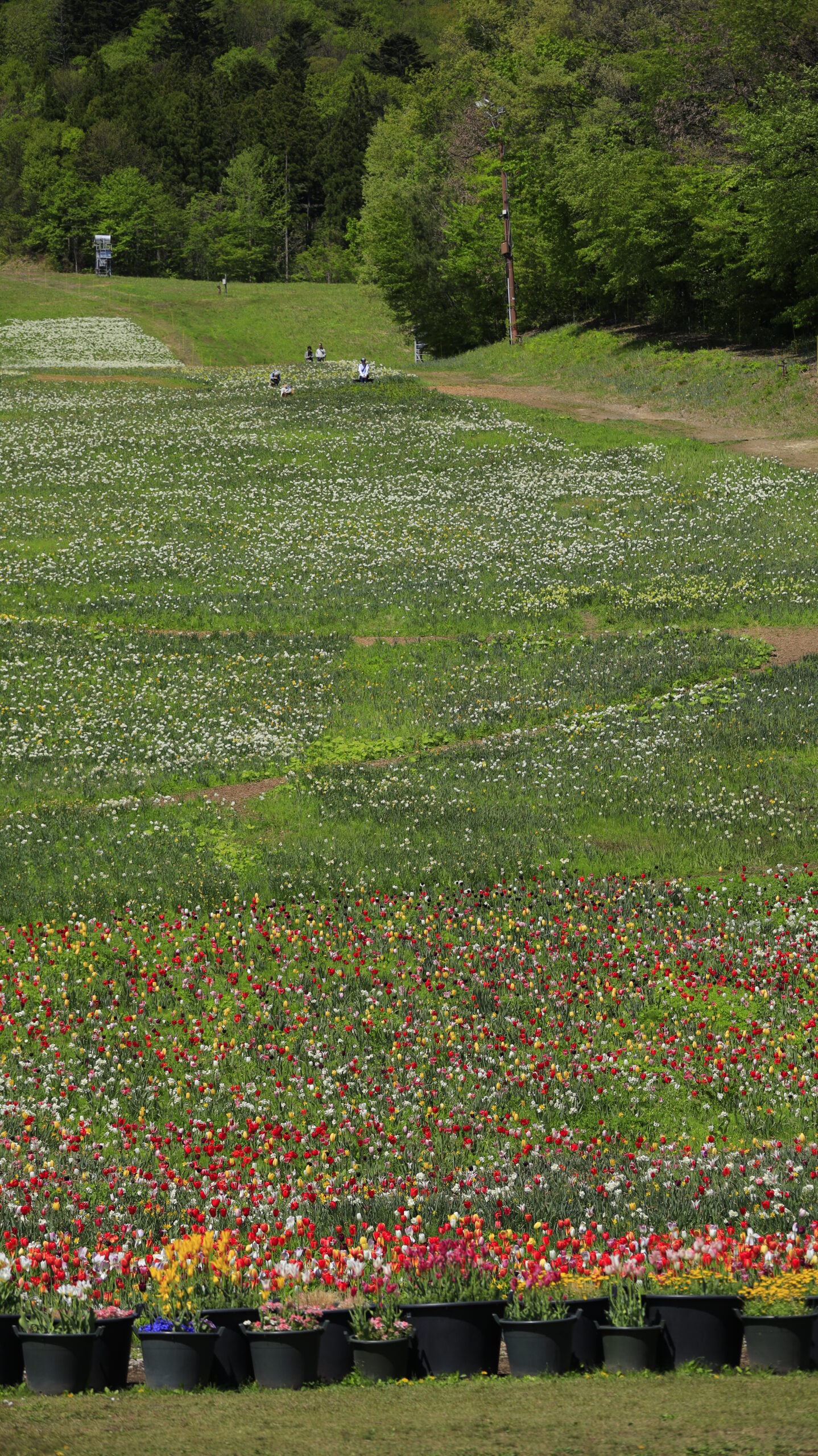 Tulip and daffodil flower field photographed at Norn Minakami Flower Garden, slightly pulled back.