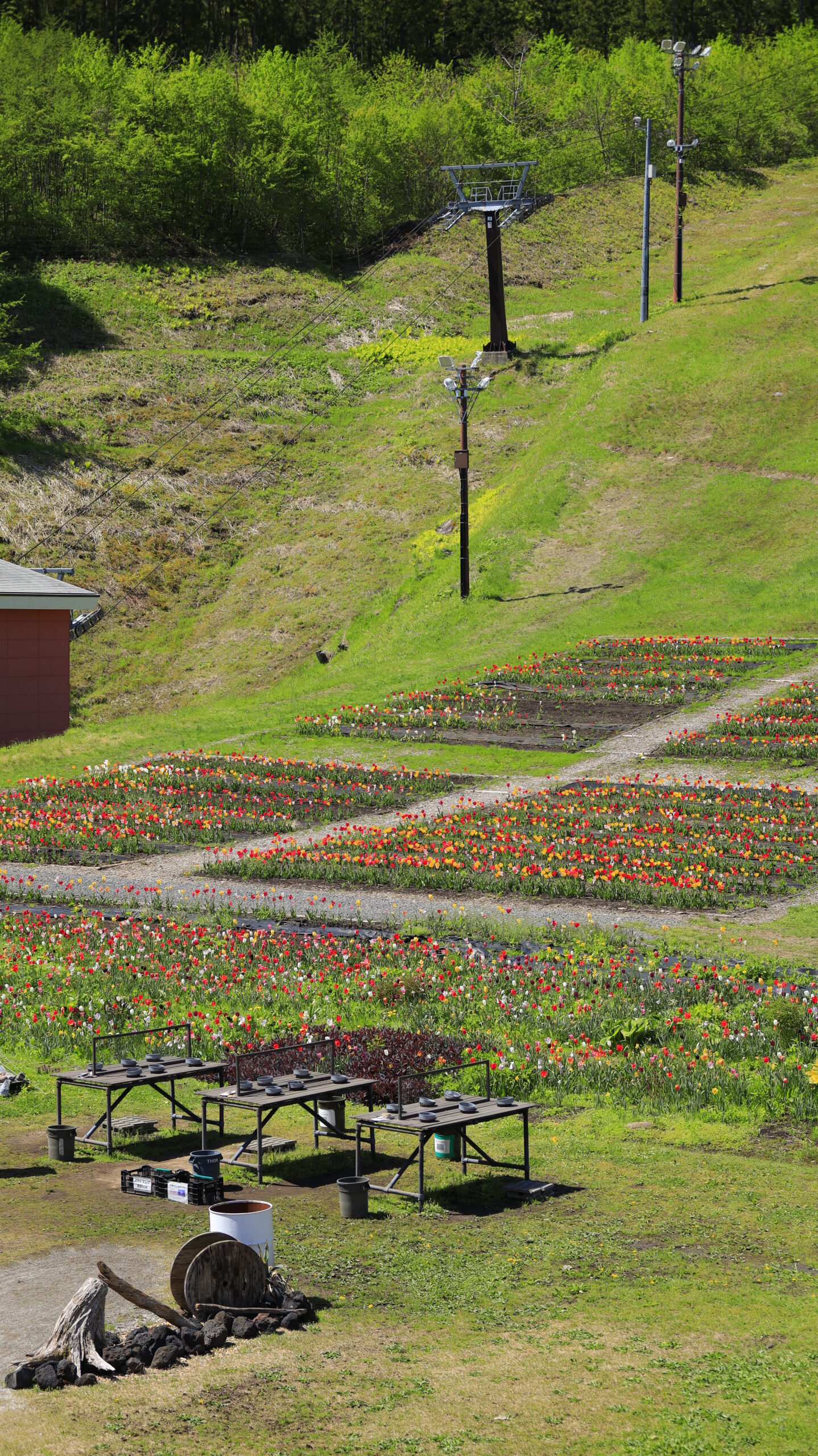 Tulip beds spreading on the side of the Norn Minakami Flower Garden