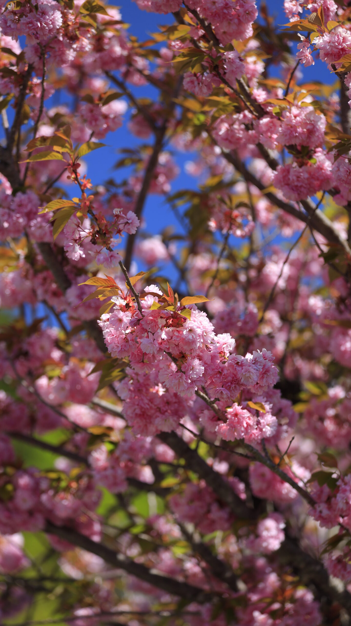 Double-flowered cherry trees blooming near the parking lot of Norn Minakami Flower Garden