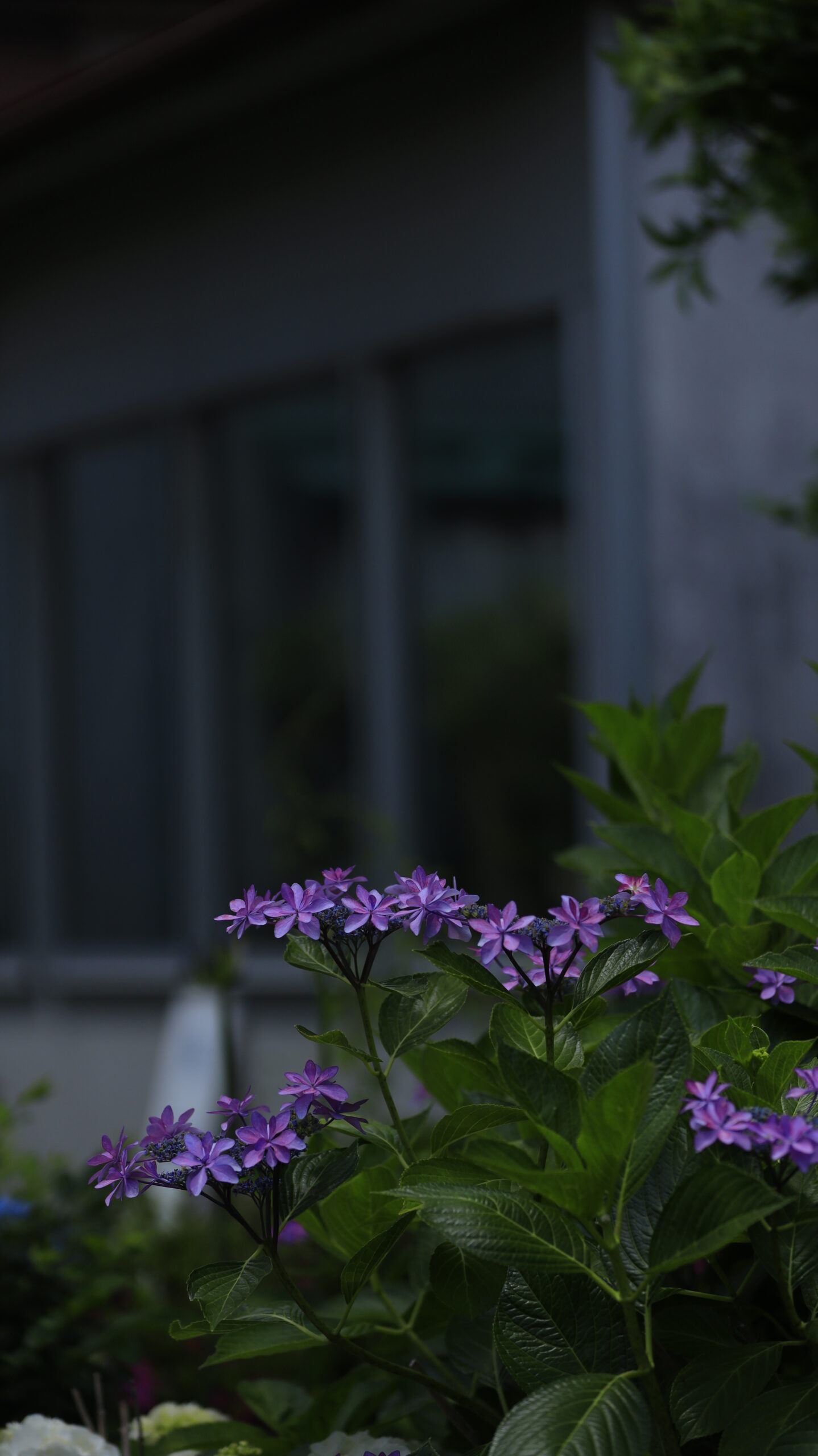 収玄寺の日陰に咲く紫陽花と奥の建物