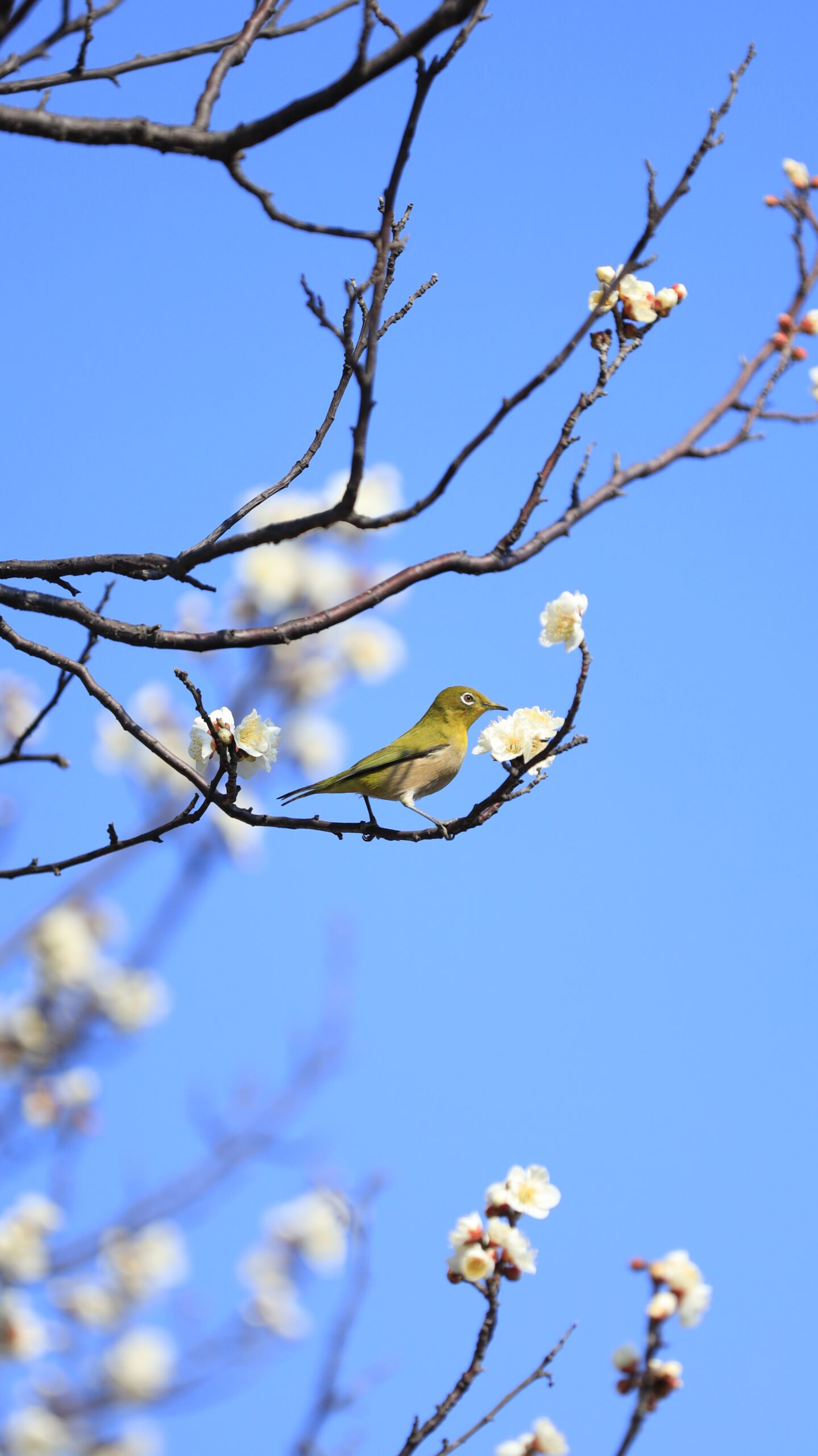 墨田区・向島百花園で、梅の花にとまるメジロを写した花と野鳥の可愛い共演