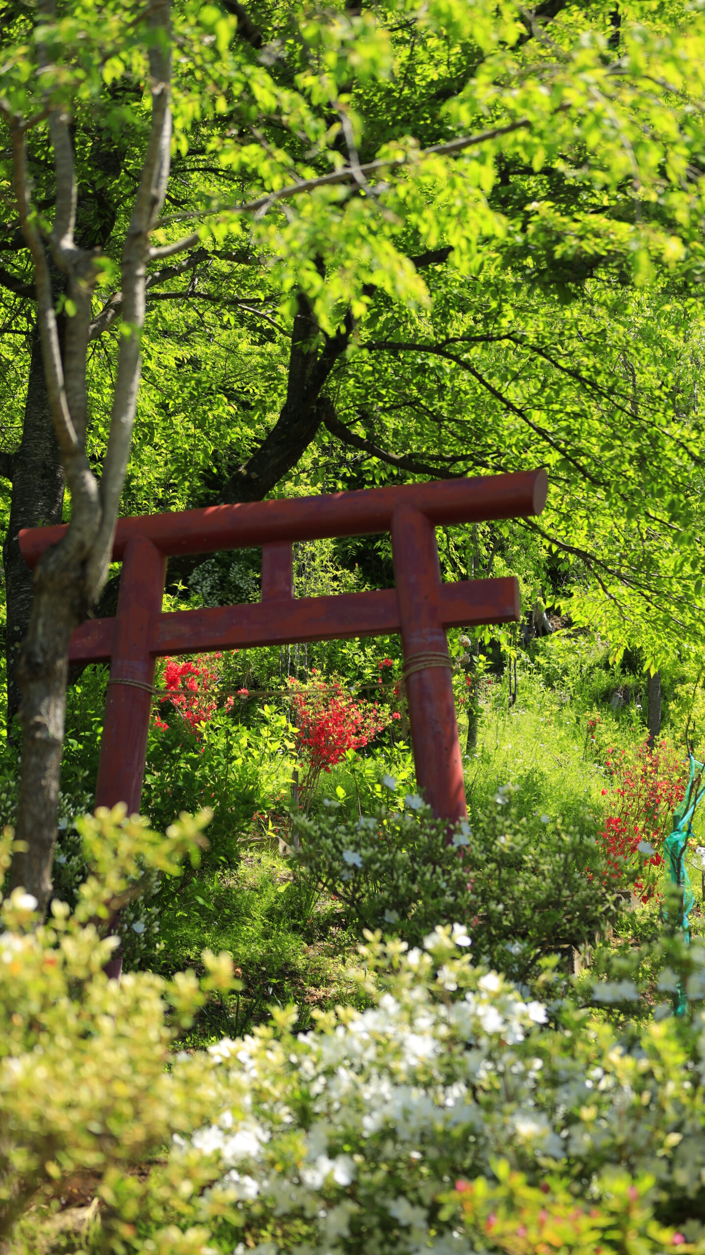 White azaleas, fresh greenery, and torii (gateway to the shrine) seen from below at Minakami Hanamiyama
