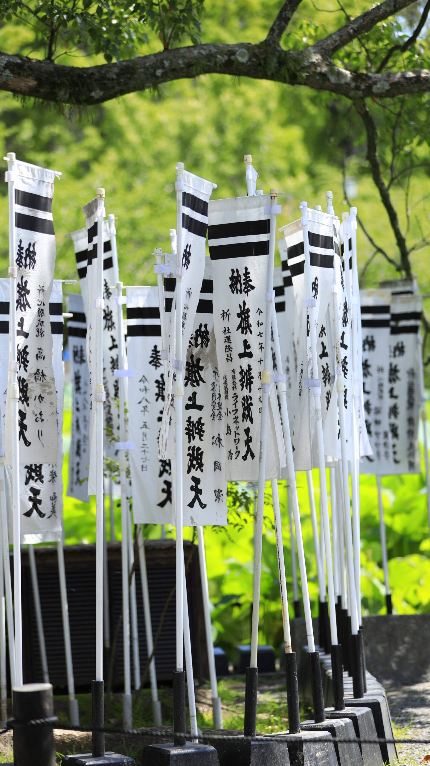 鶴岡八幡宮の池の小島に並ぶ色鮮やかなのぼり旗