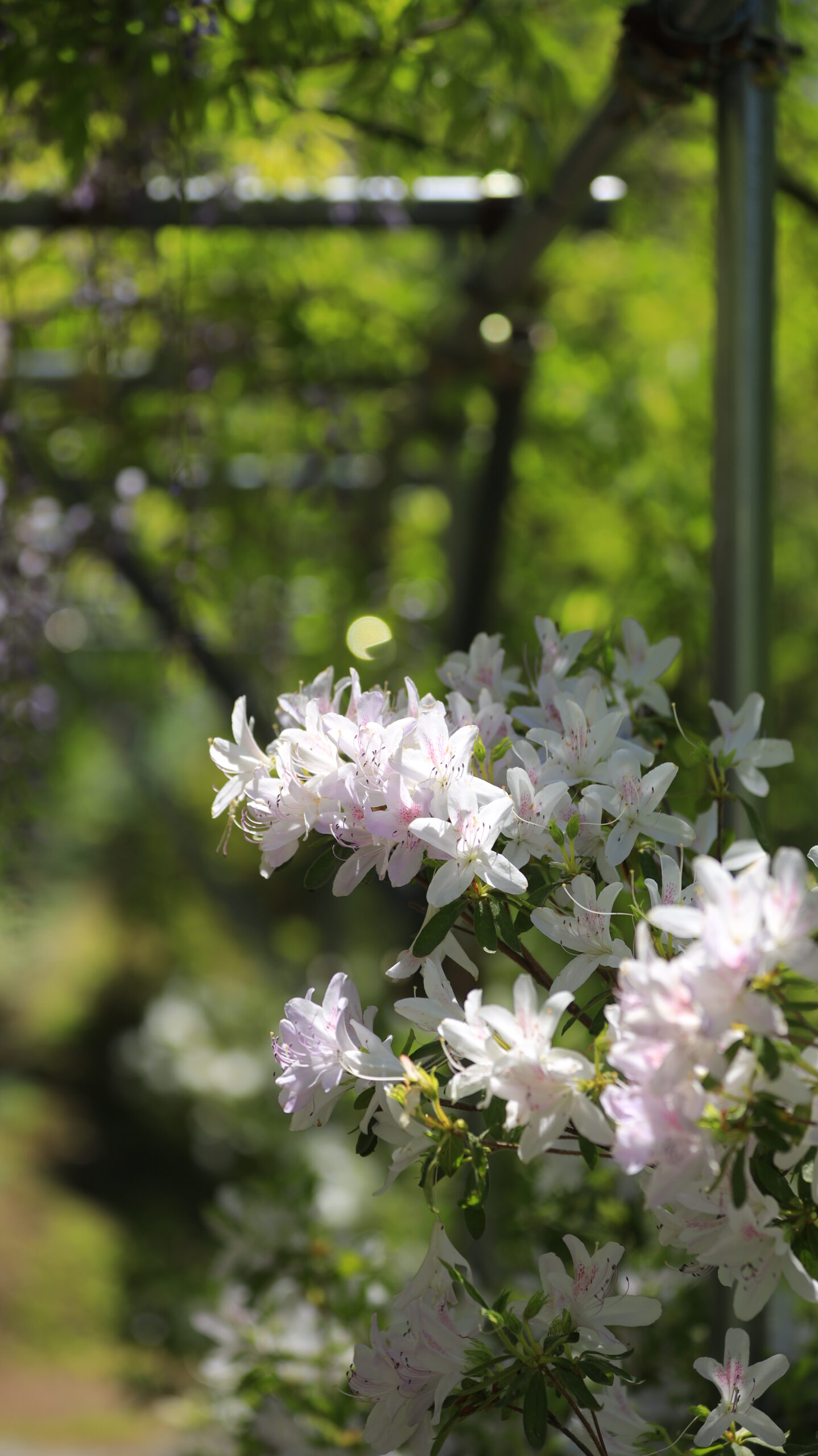 White azalea shining in the light at Minakami Hanamiyama