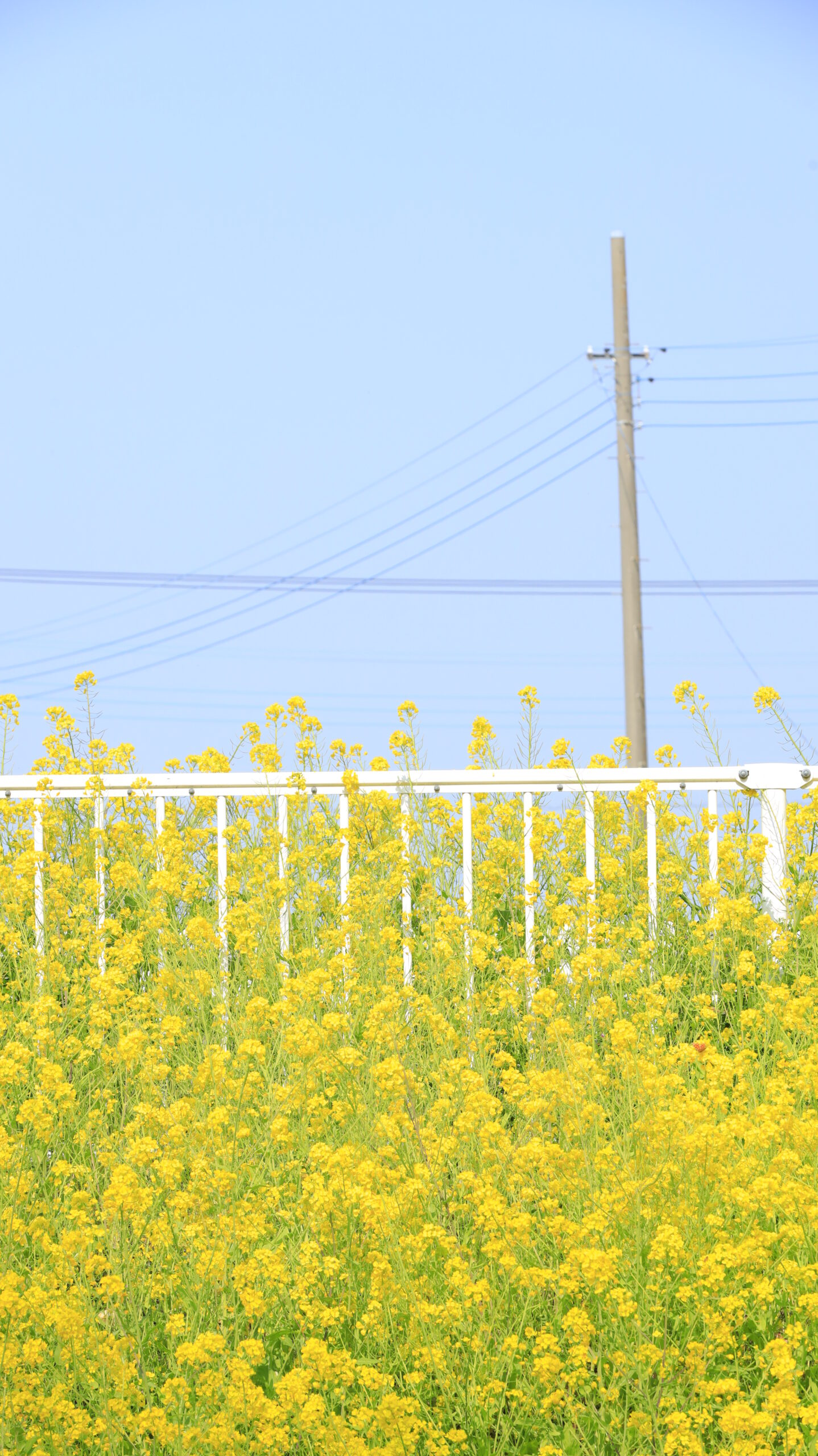Bright and soft landscape of fences, utility poles and rape blossoms at Sakura Tsutsumi Park