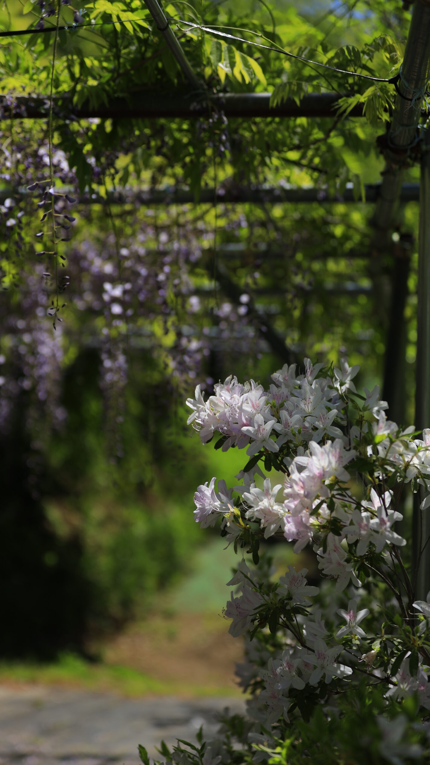 White azalea shining under the wisteria trellis in Minakami Hanamiyama