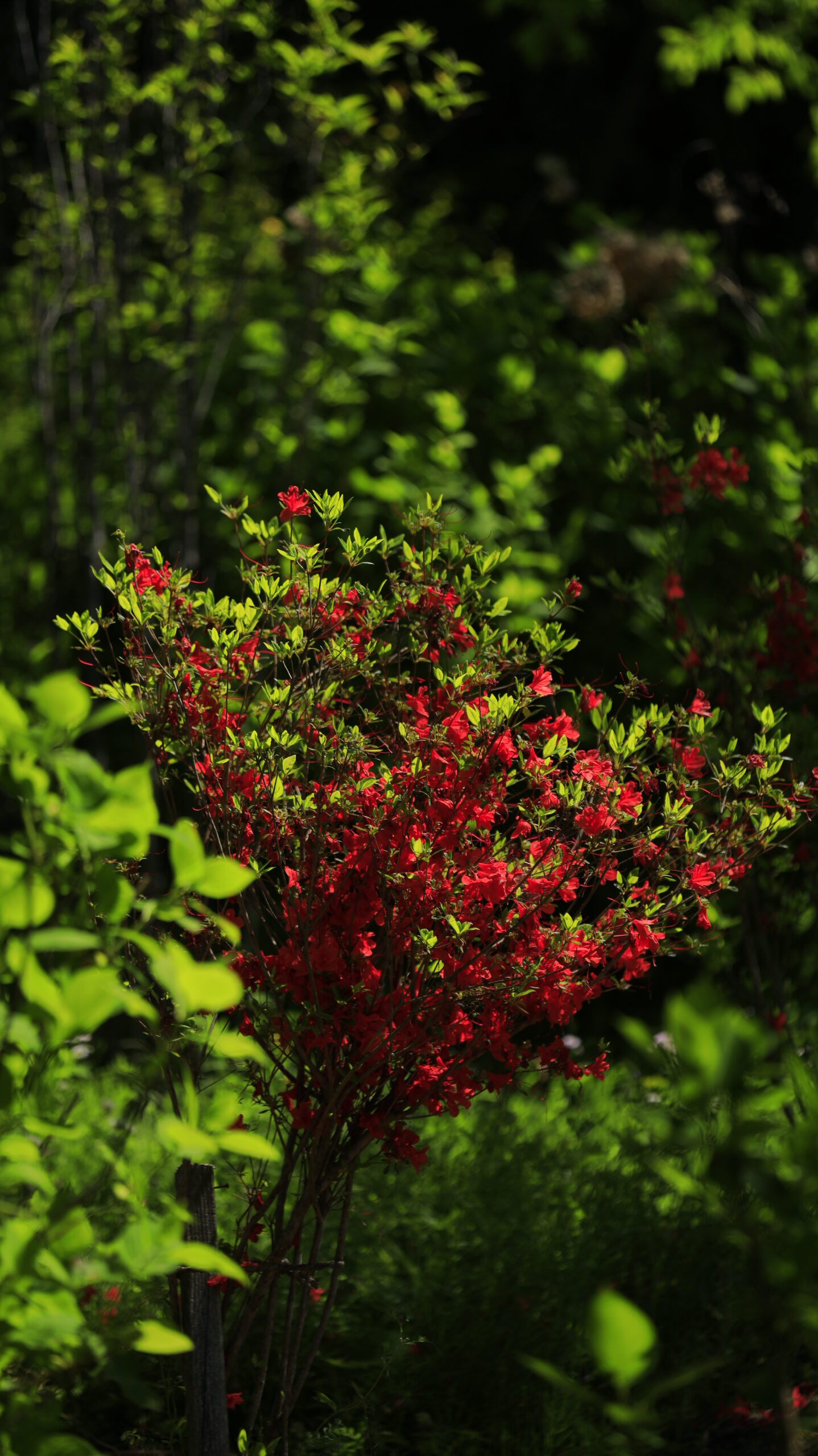 Azaleas glowing red in the fresh greenery of Minakami Hanamiyama