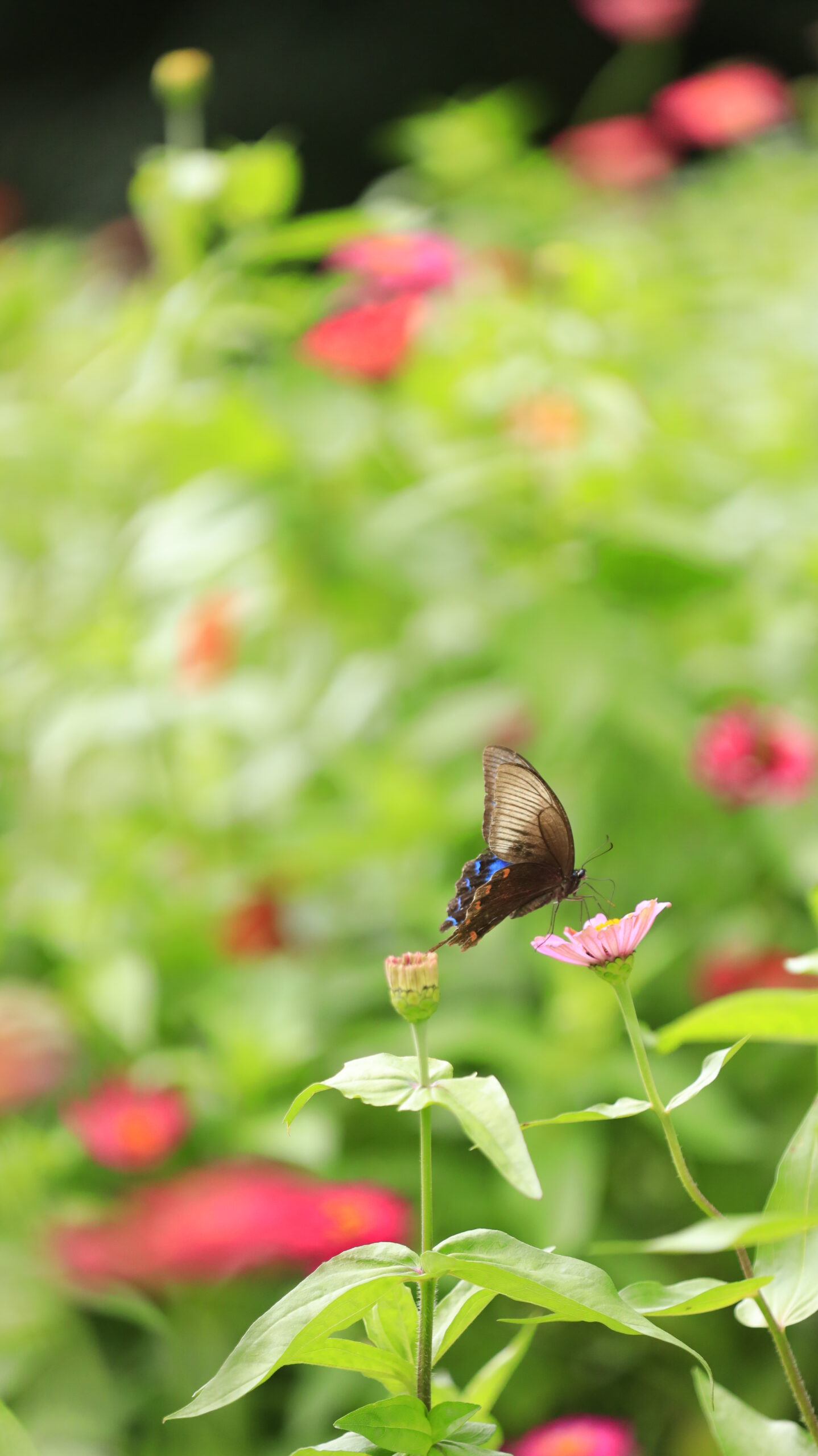 里山ガーデンで、百日草の花にとまるクロアゲハを横から撮影