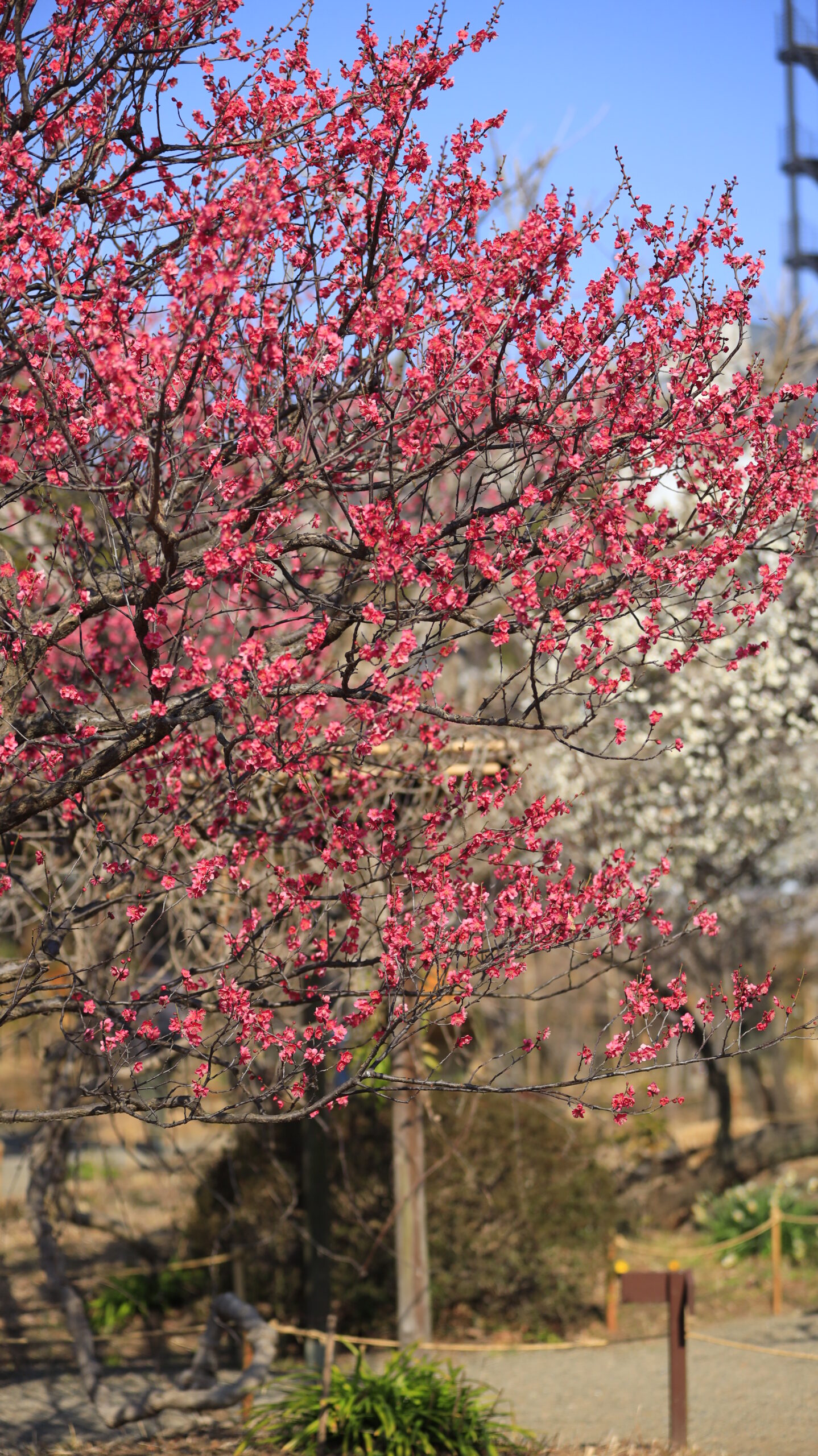 墨田区・向島百花園で、濃いピンクと白梅と青空のコントラストが鮮やかな春景色