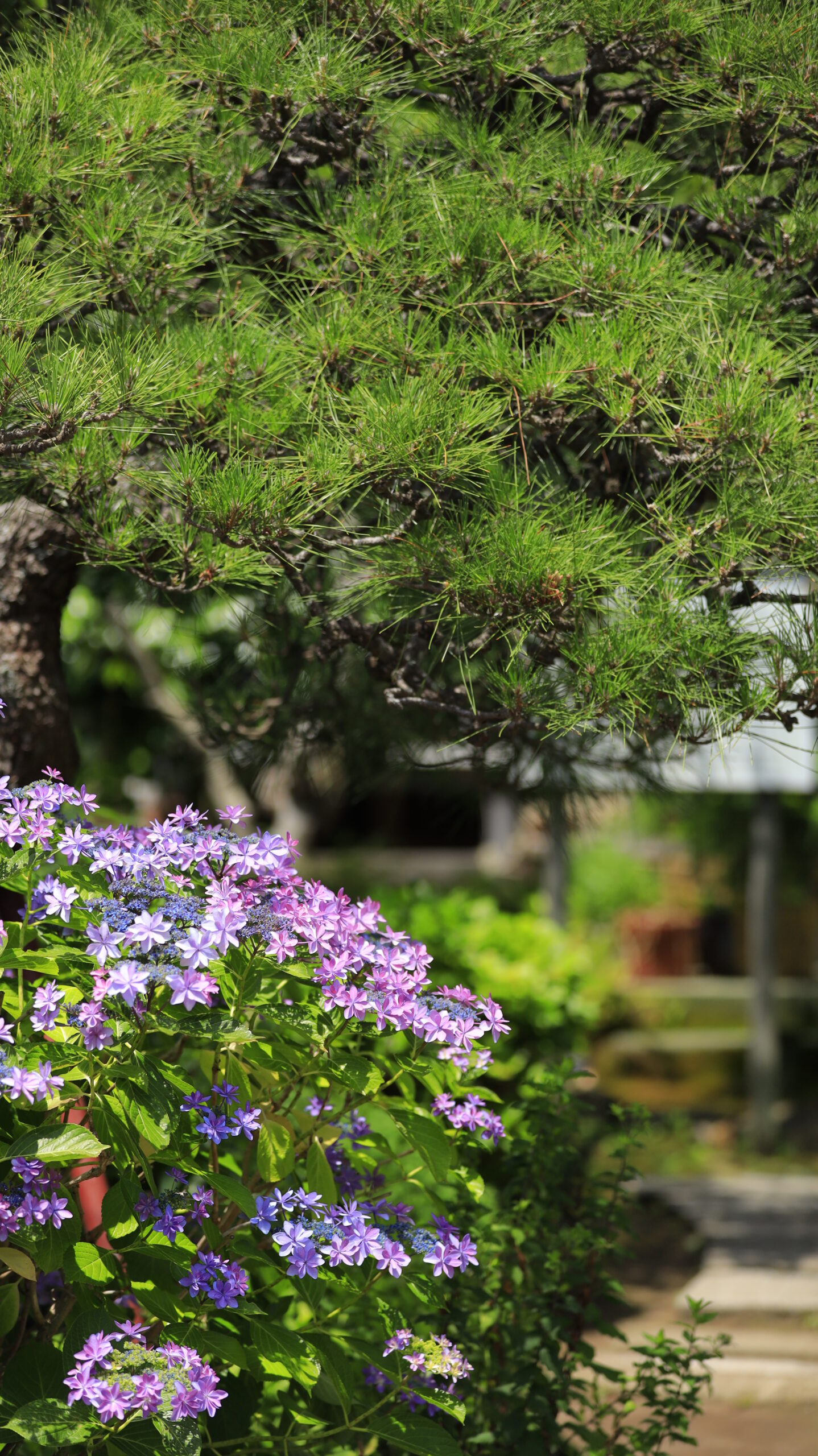 収玄寺の紫陽花と松の木がある落ち着いた風景
