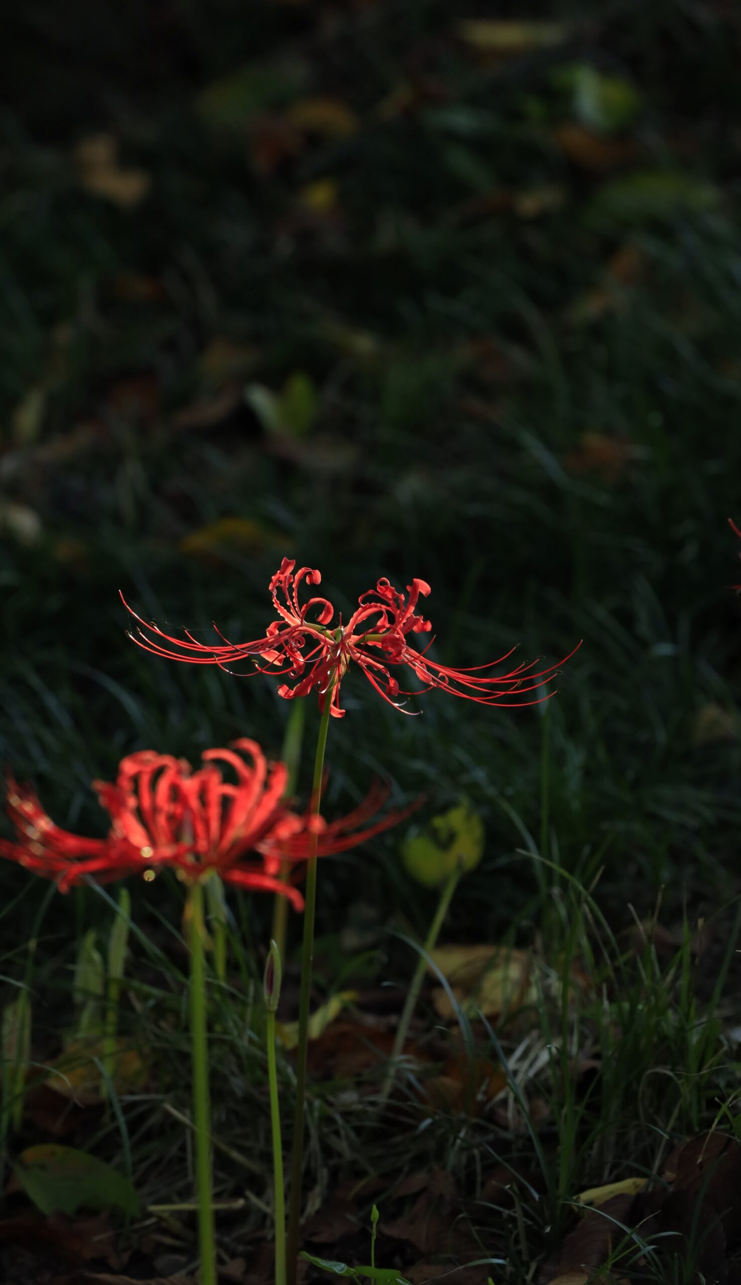 さくら堤公園の曼殊沙華、2輪の彼岸花に光が差し奥の花にピントを合わせた風景