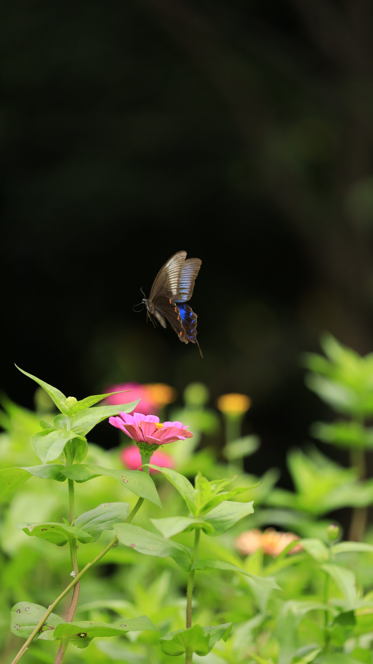 里山ガーデンで、百日草の花の上を飛ぶクロアゲハを撮影