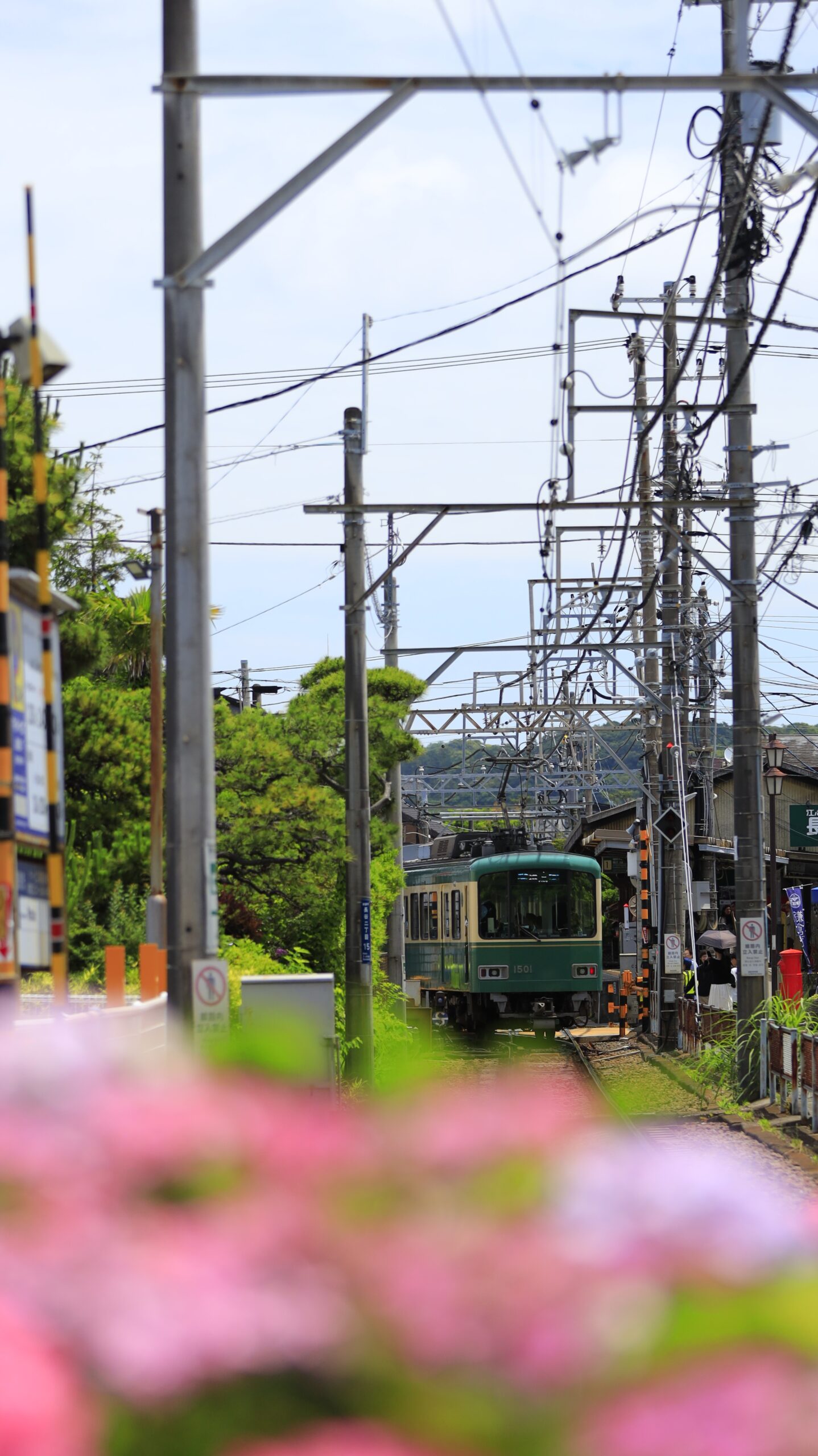 江ノ島電鉄長谷駅周辺の紫陽花越しに見る江ノ電