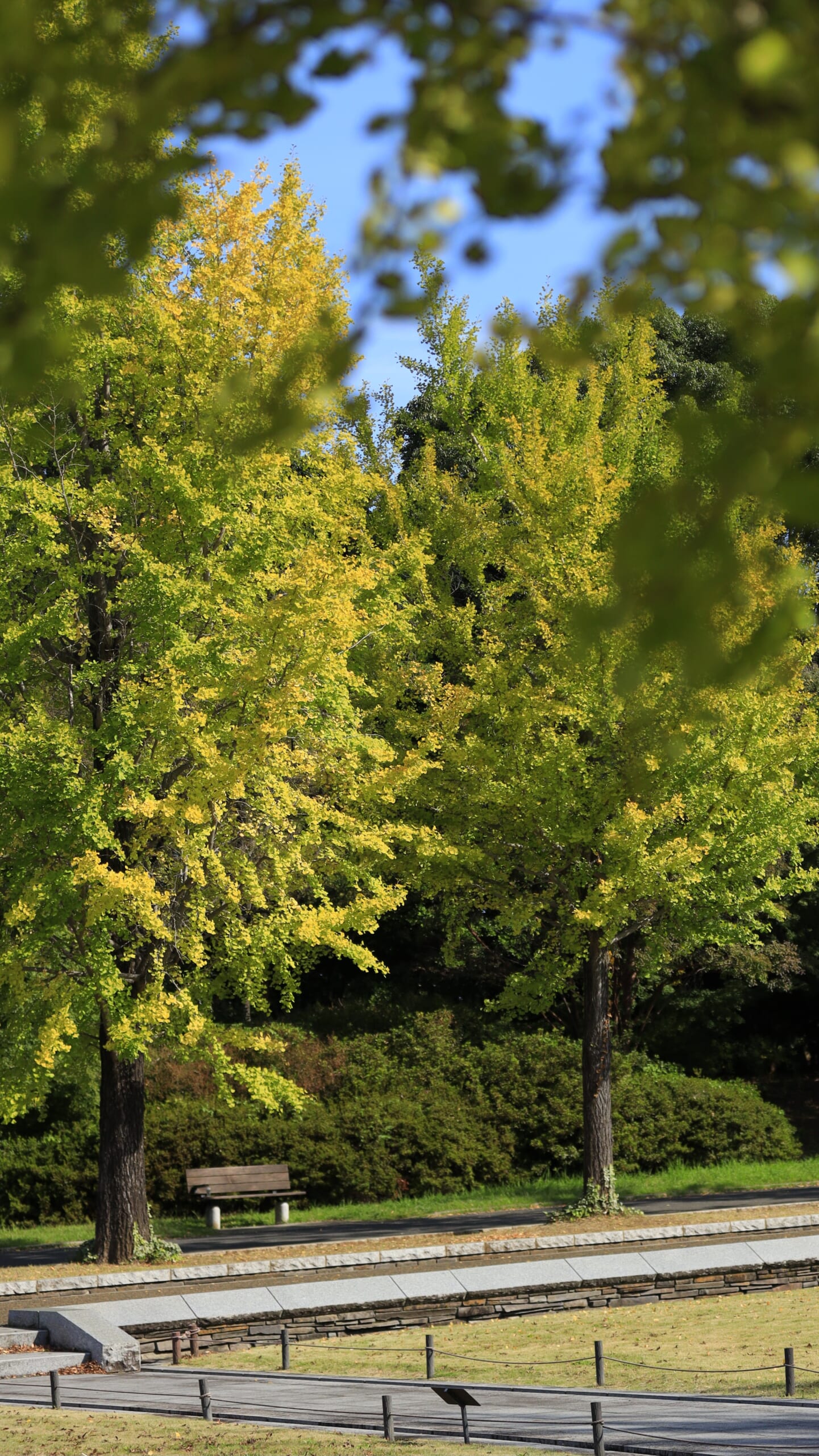 国営昭和記念公園の立川口付近で、秋の日差しを浴びて黄金色に紅葉した、美しいイチョウの木々