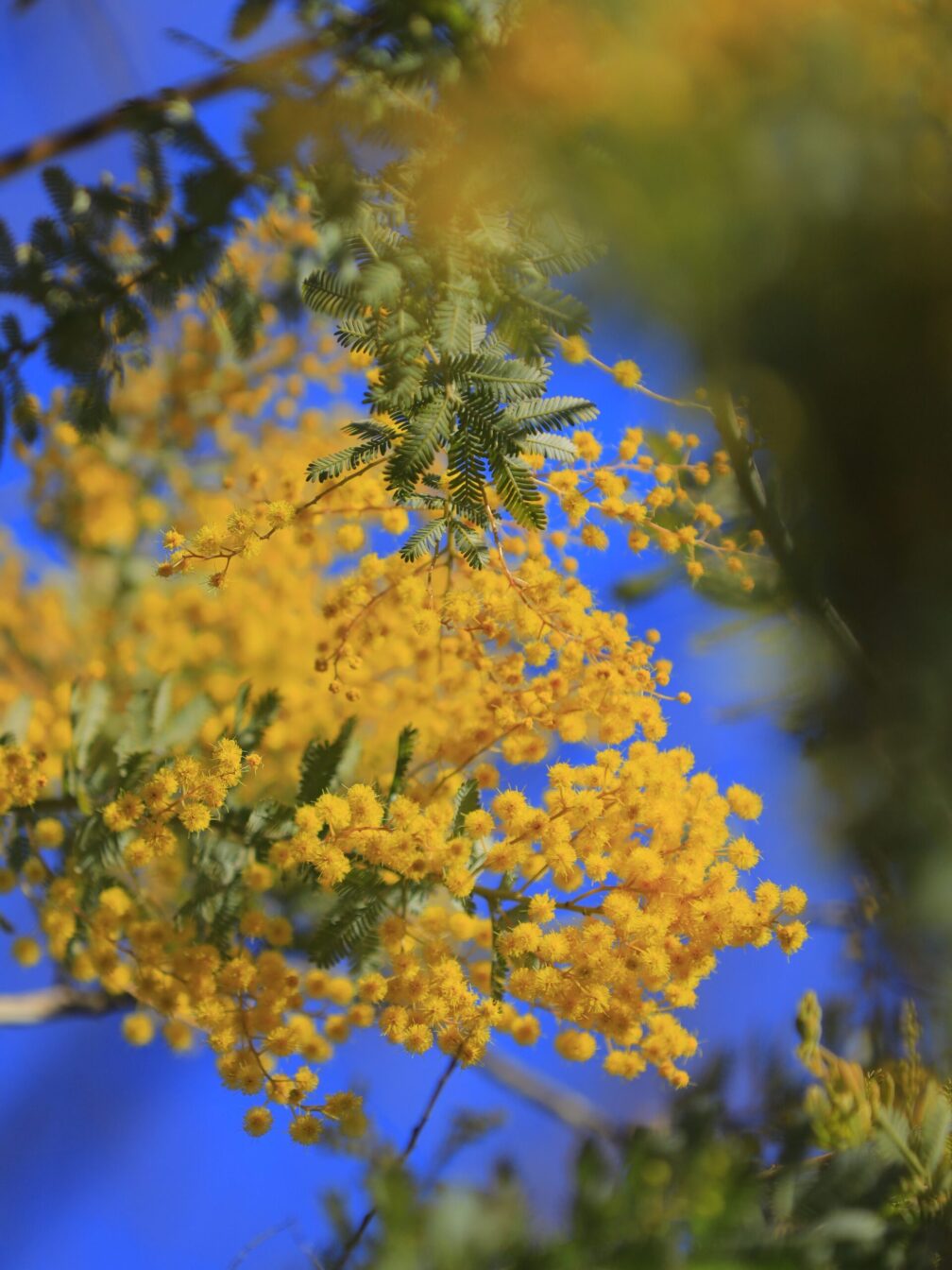 咲始めのミモザ