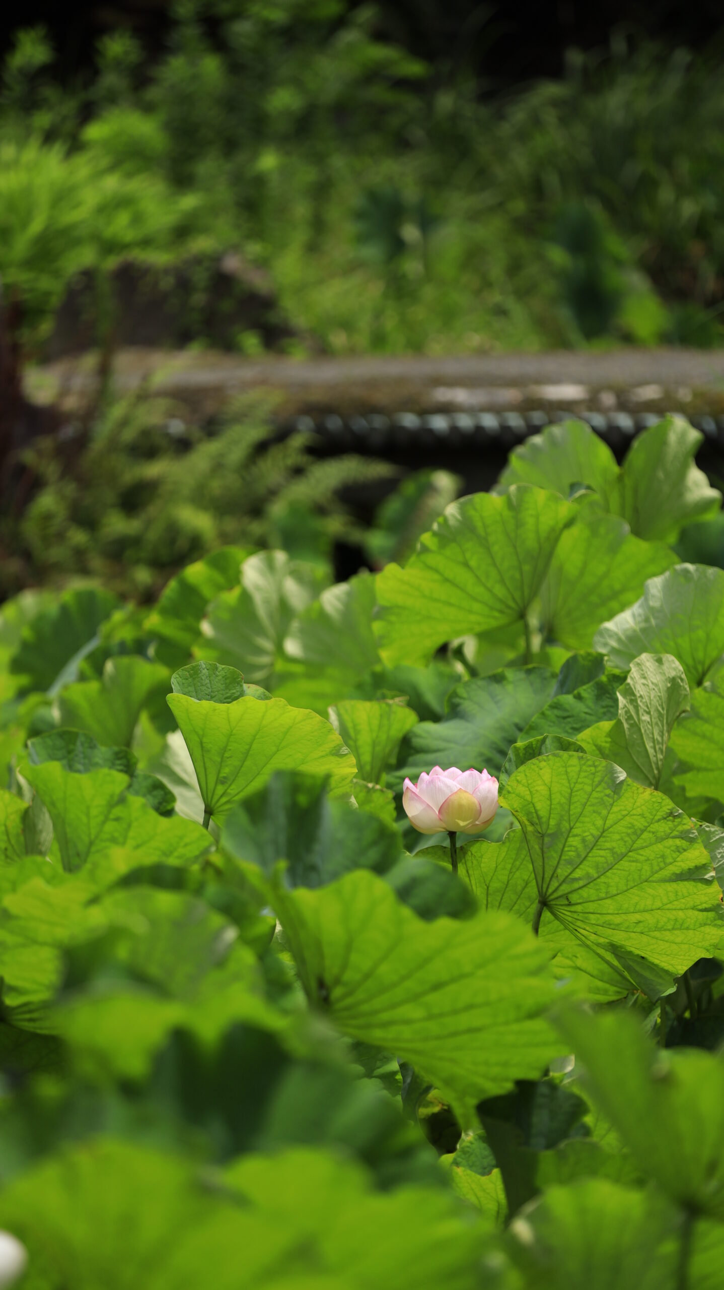 光明寺の池の遠くに咲く形の綺麗な蓮の花