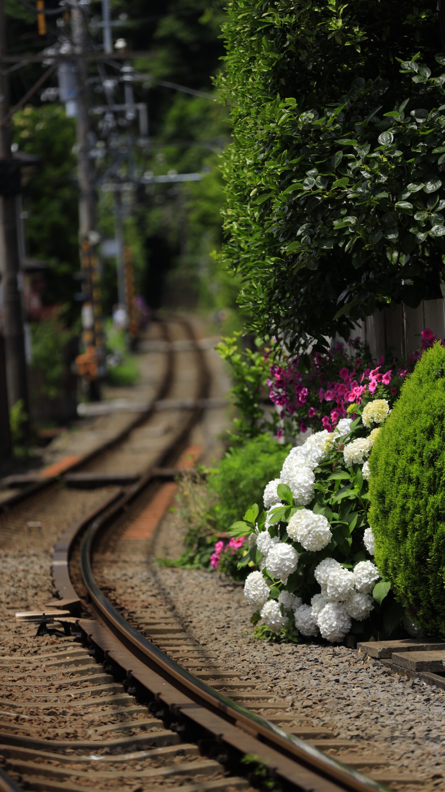 江ノ島電鉄長谷駅周辺の白い紫陽花と線路の奥行き