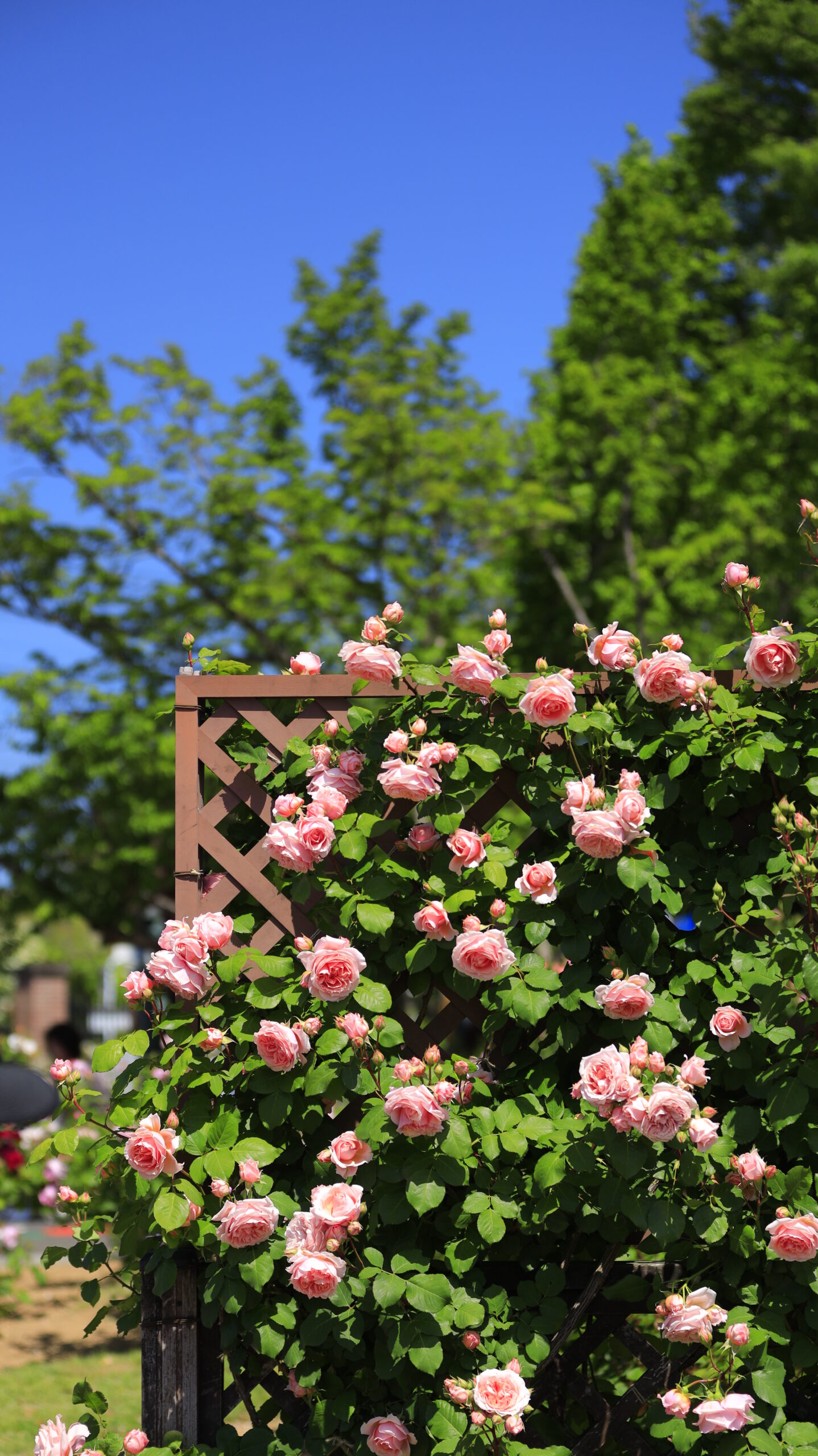 敷島公園門倉テクノばら園の壁面を彩るピンクの薔薇
