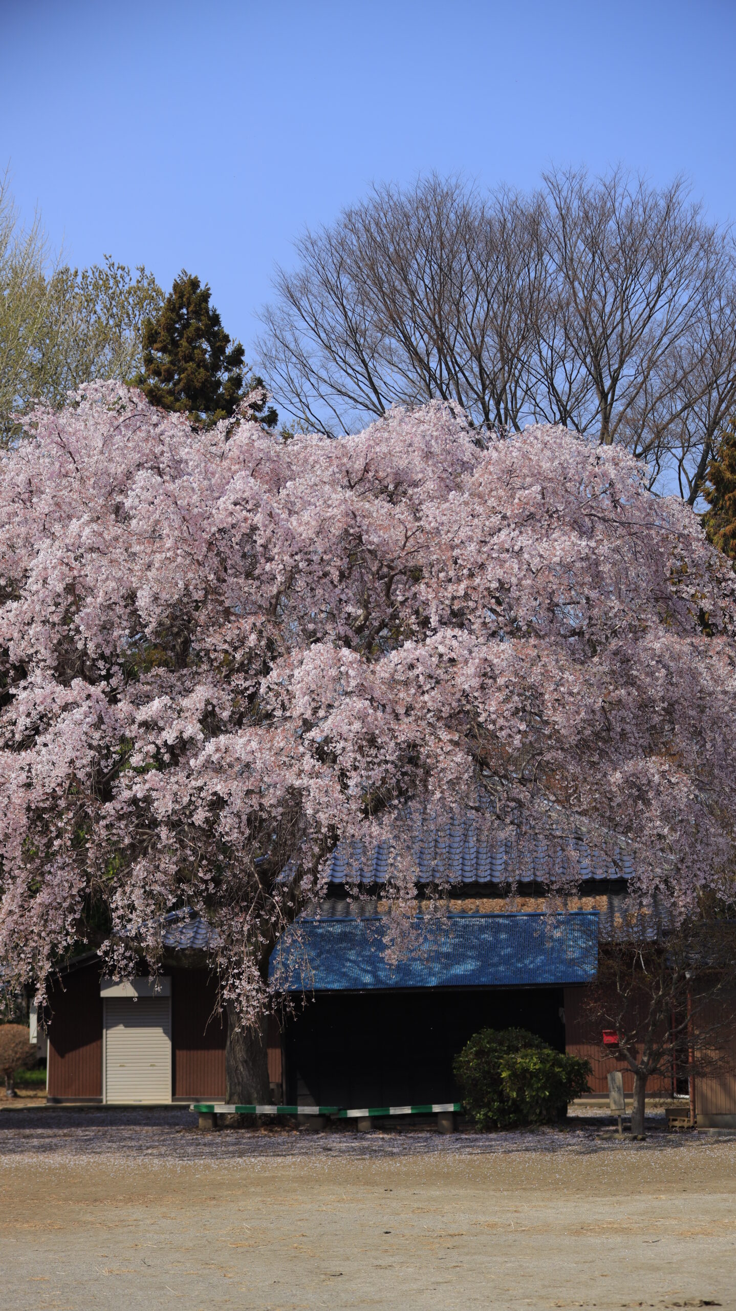 放光寺(石戸宿しだれ桜)で一本の枝垂れ桜と建物を組み合わせた風景