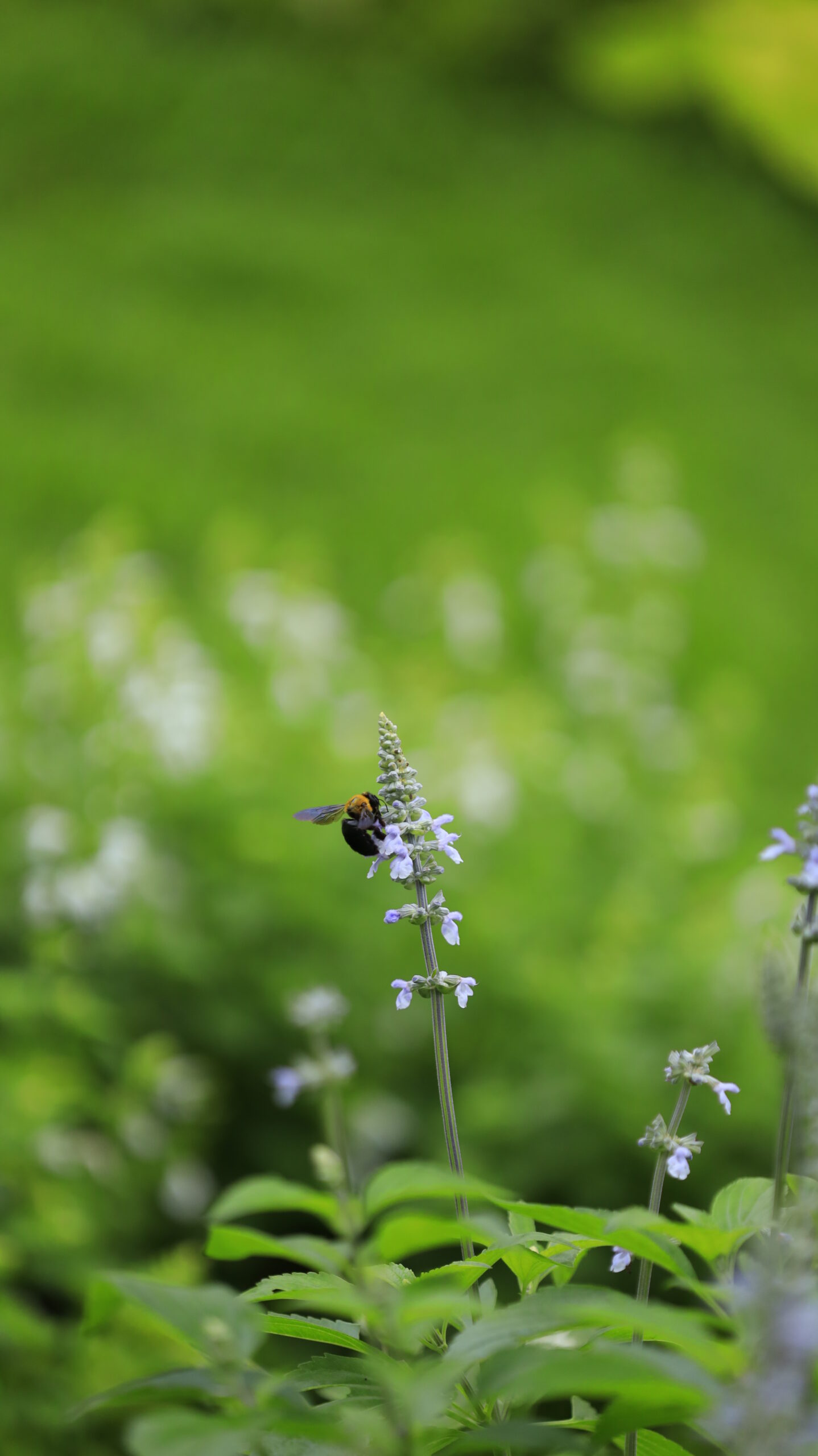 里山ガーデンで、サルビアの花にとまる蜂を撮影
