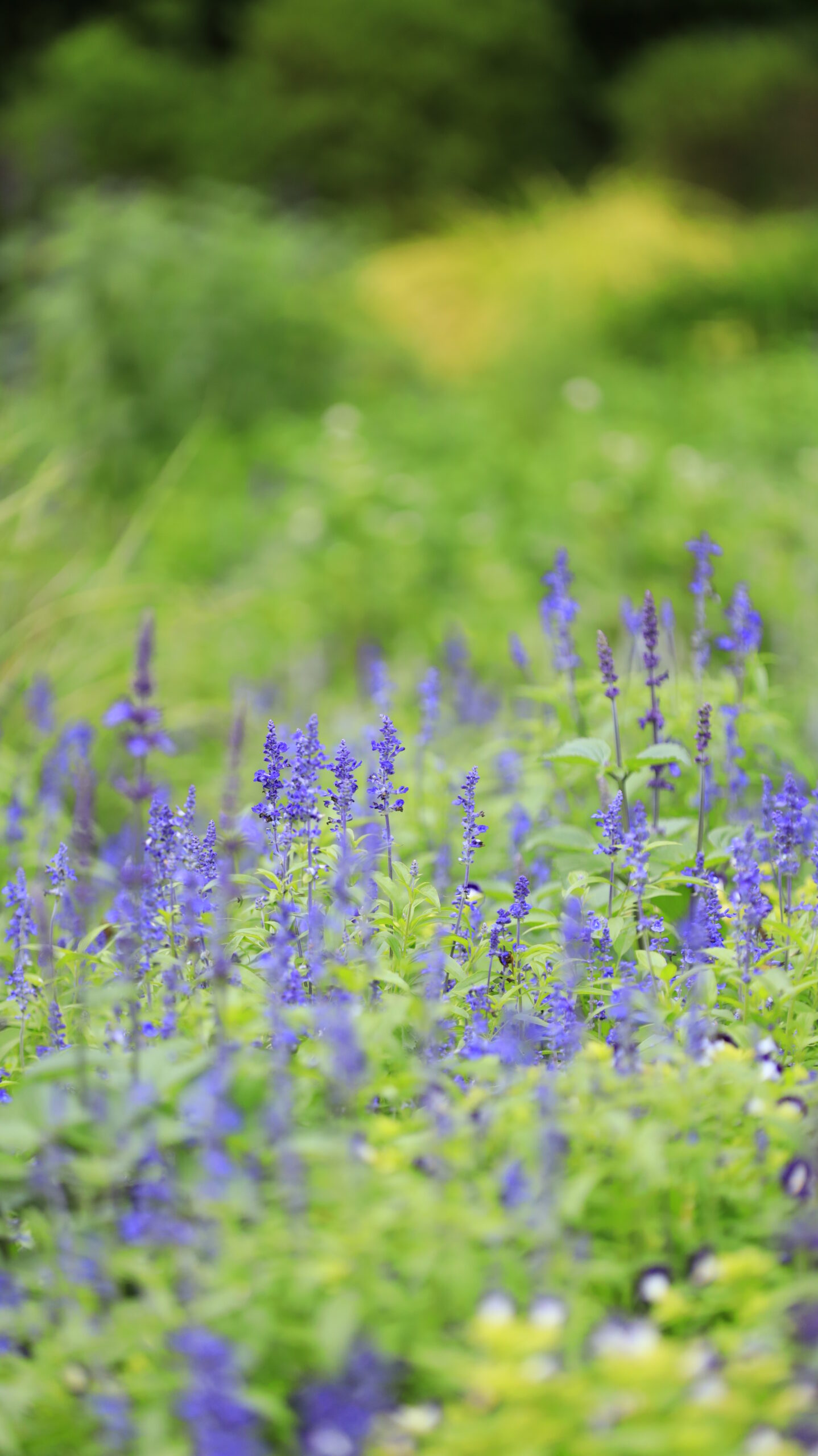 里山ガーデンで、綺麗なサルビアの花畑をローアングルから撮影