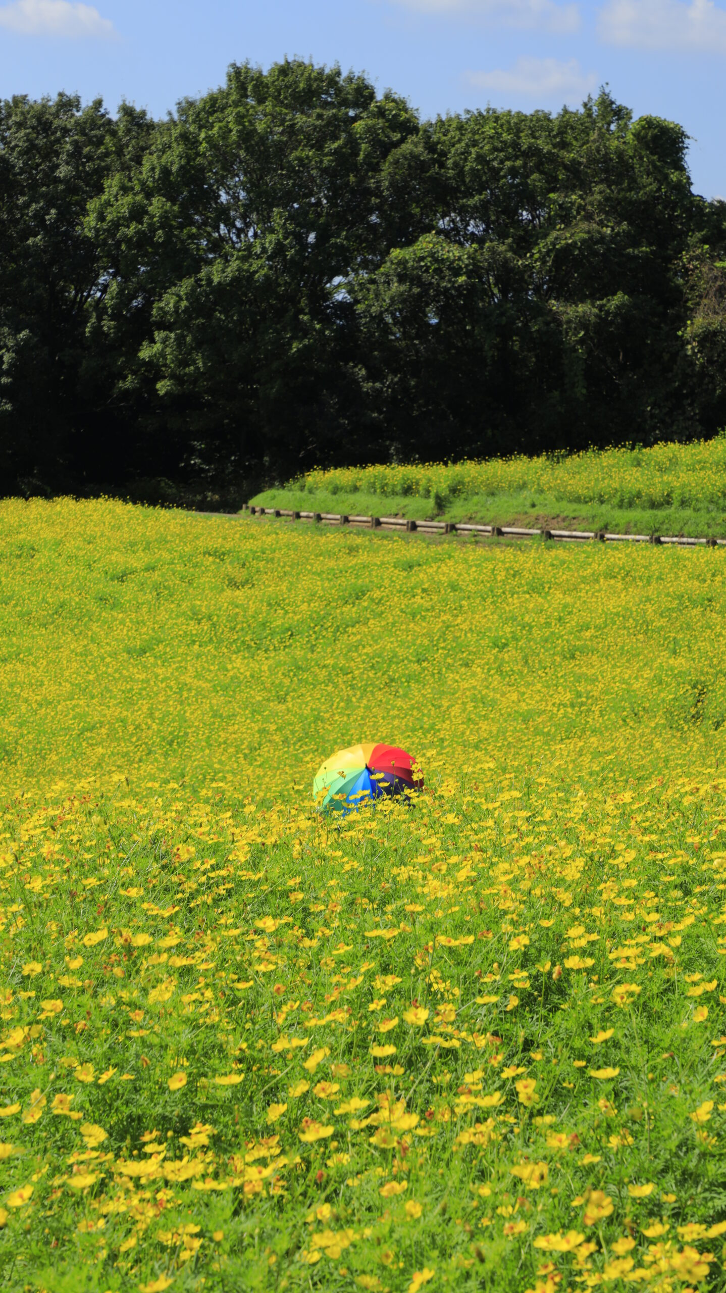 国営昭和記念公園のレモンブライトコスモス畑に飾られたレインボーカラーの傘、黄色の花畑と虹色の対比が美しい景色