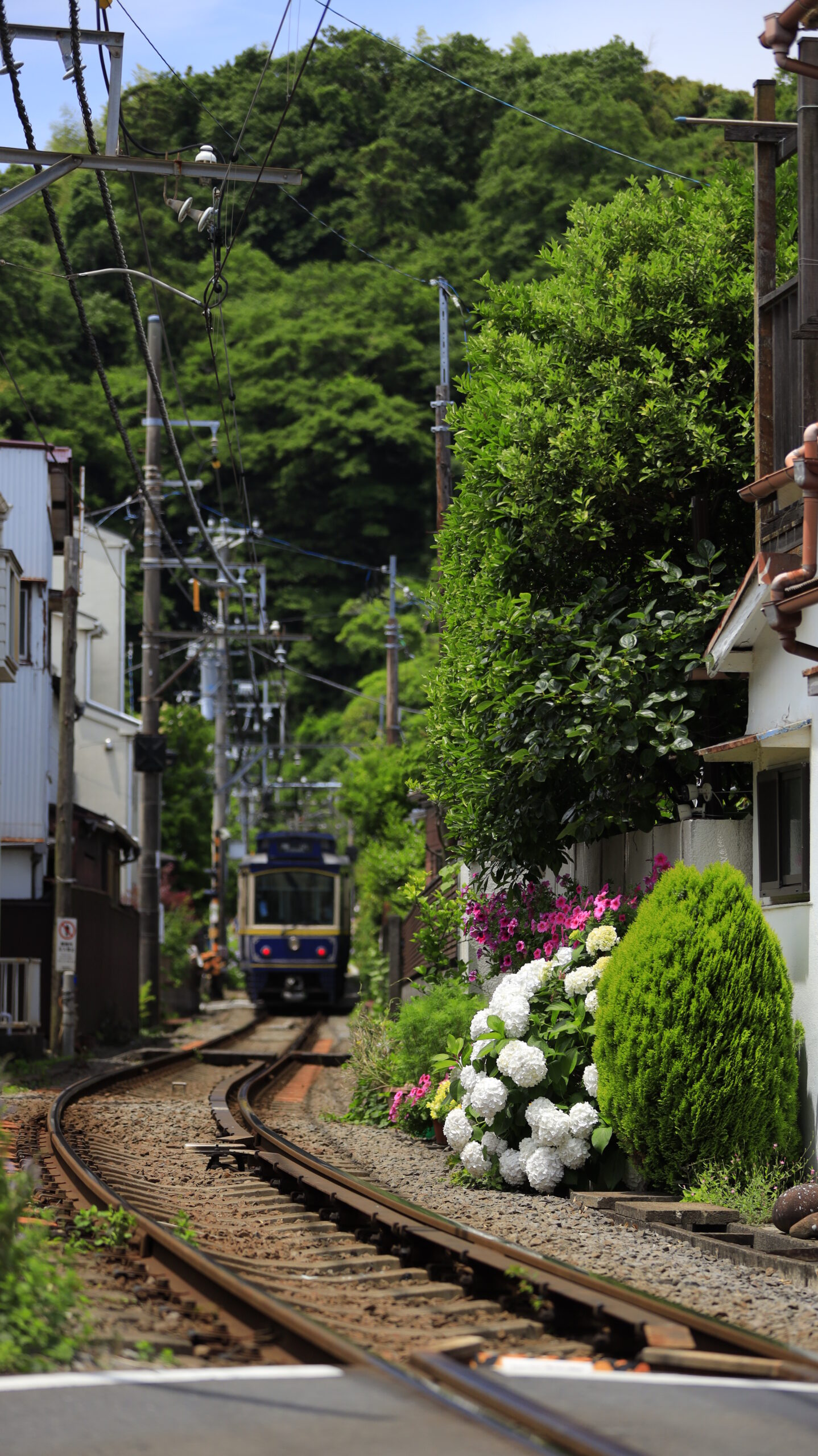 江ノ島電鉄長谷駅周辺の白い紫陽花とぼける電車