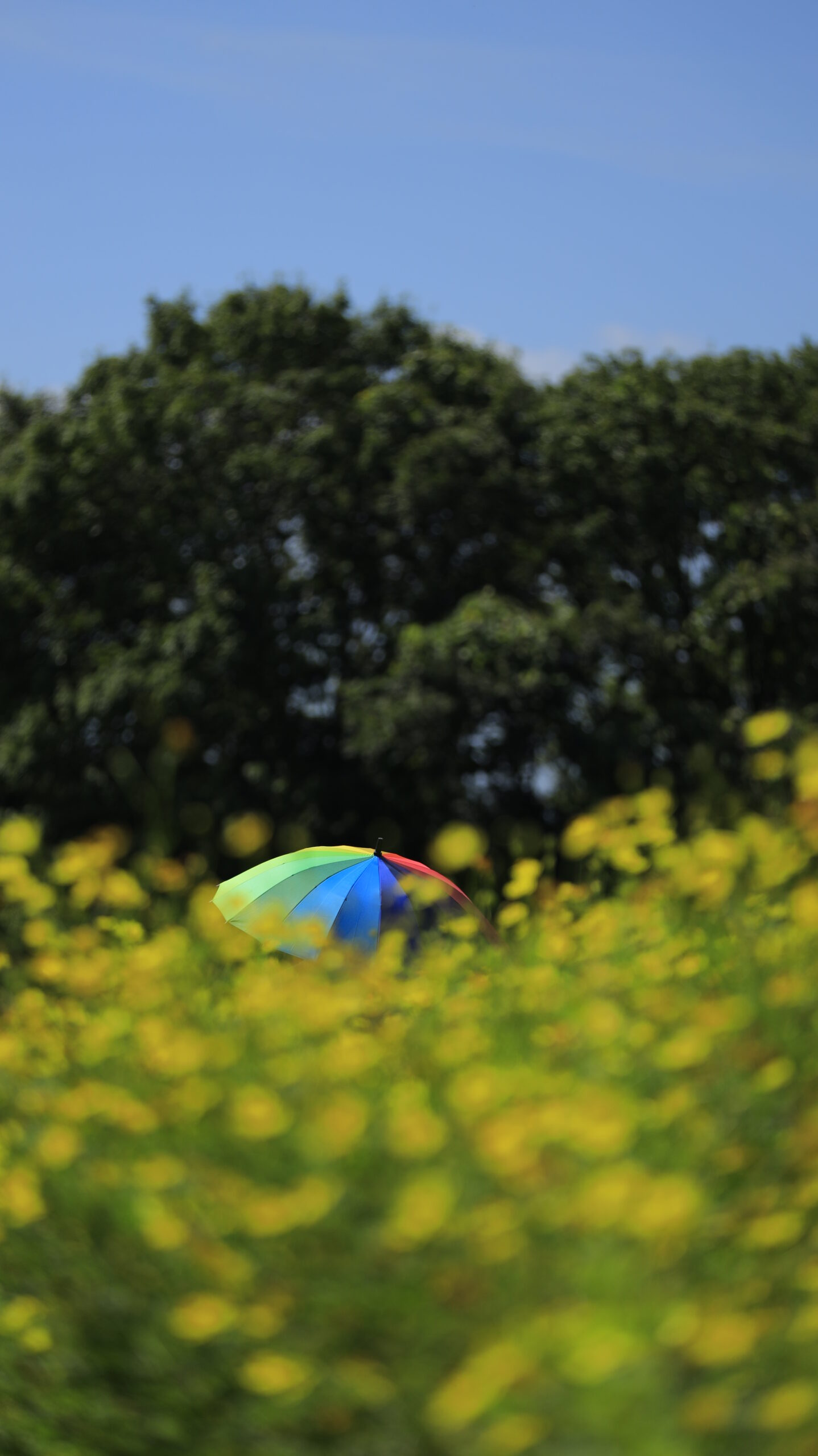 国営昭和記念公園で低い位置から見上げて撮影した、レインボー傘と前景にぼかしたレモンブライトコスモス