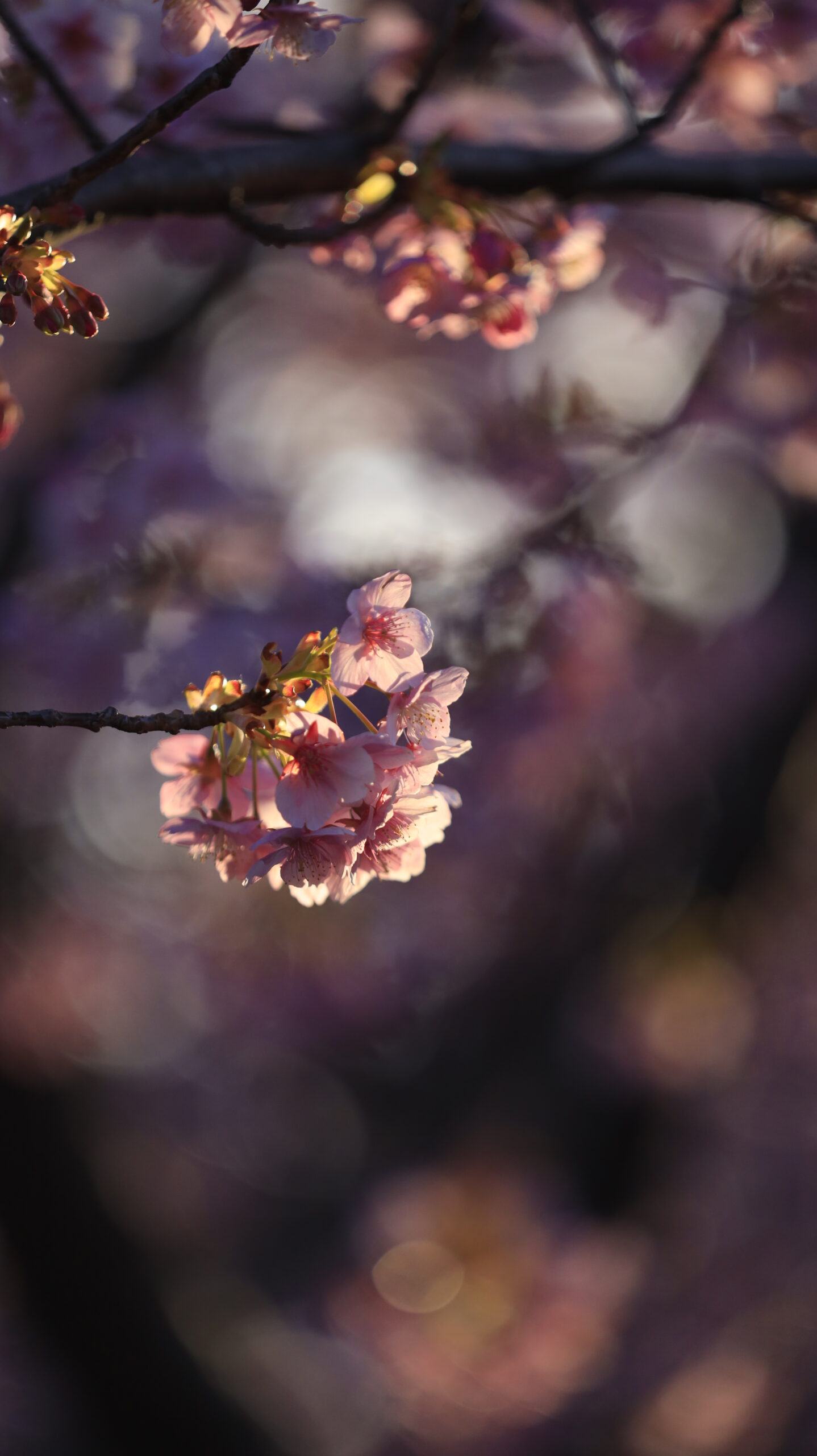 なぎさ公園で、少し暗めの露出に設定し、逆光で光が当たる河津桜の花びらを印象的に撮影。明暗差を活かし、春のドラマチックな雰囲気を表現。