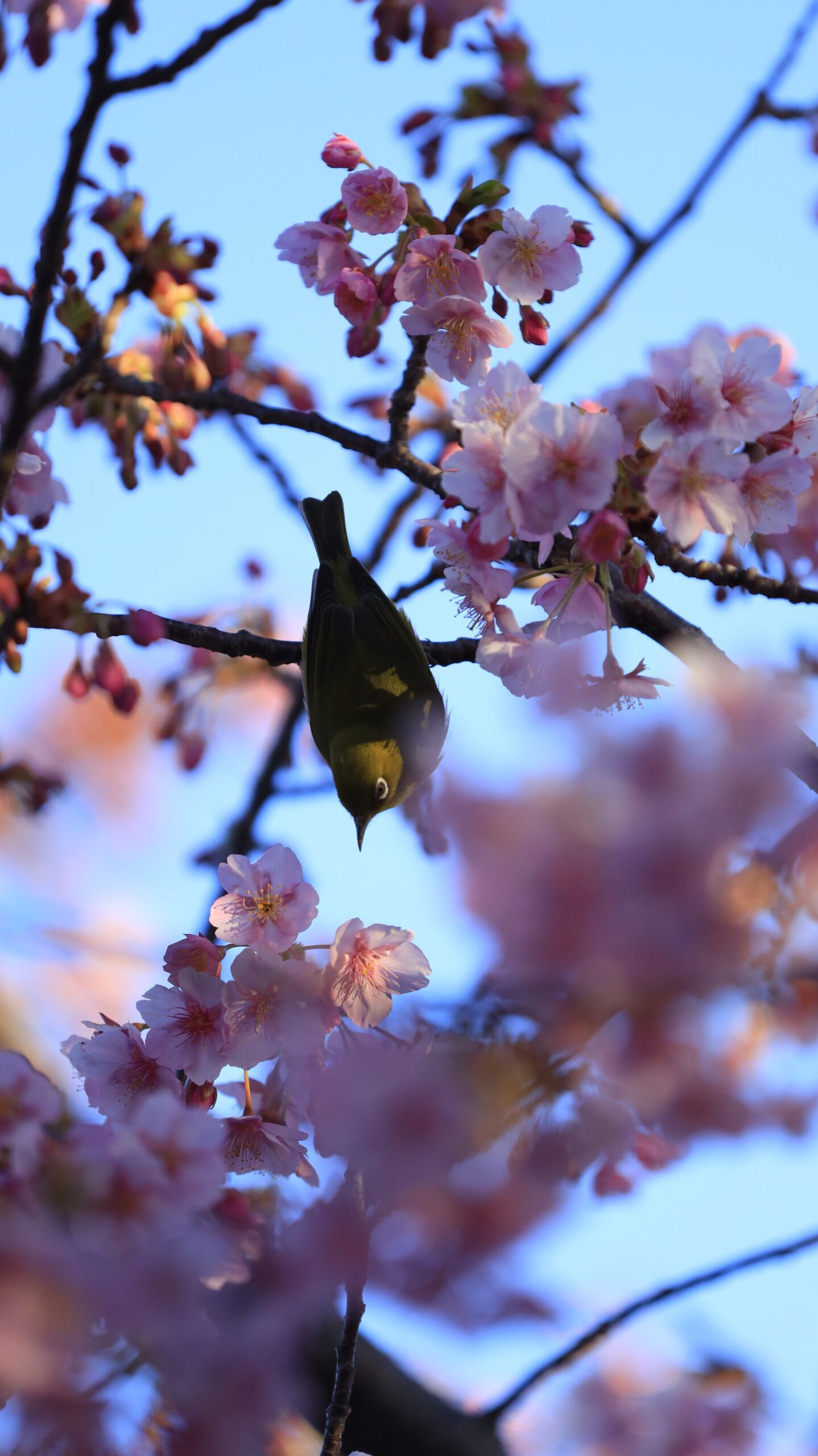 なぎさ公園で、河津桜と下を向くメジロの顔に光が当たる瞬間を捉えた一枚。小さな命と春の花の調和を大切に撮影。