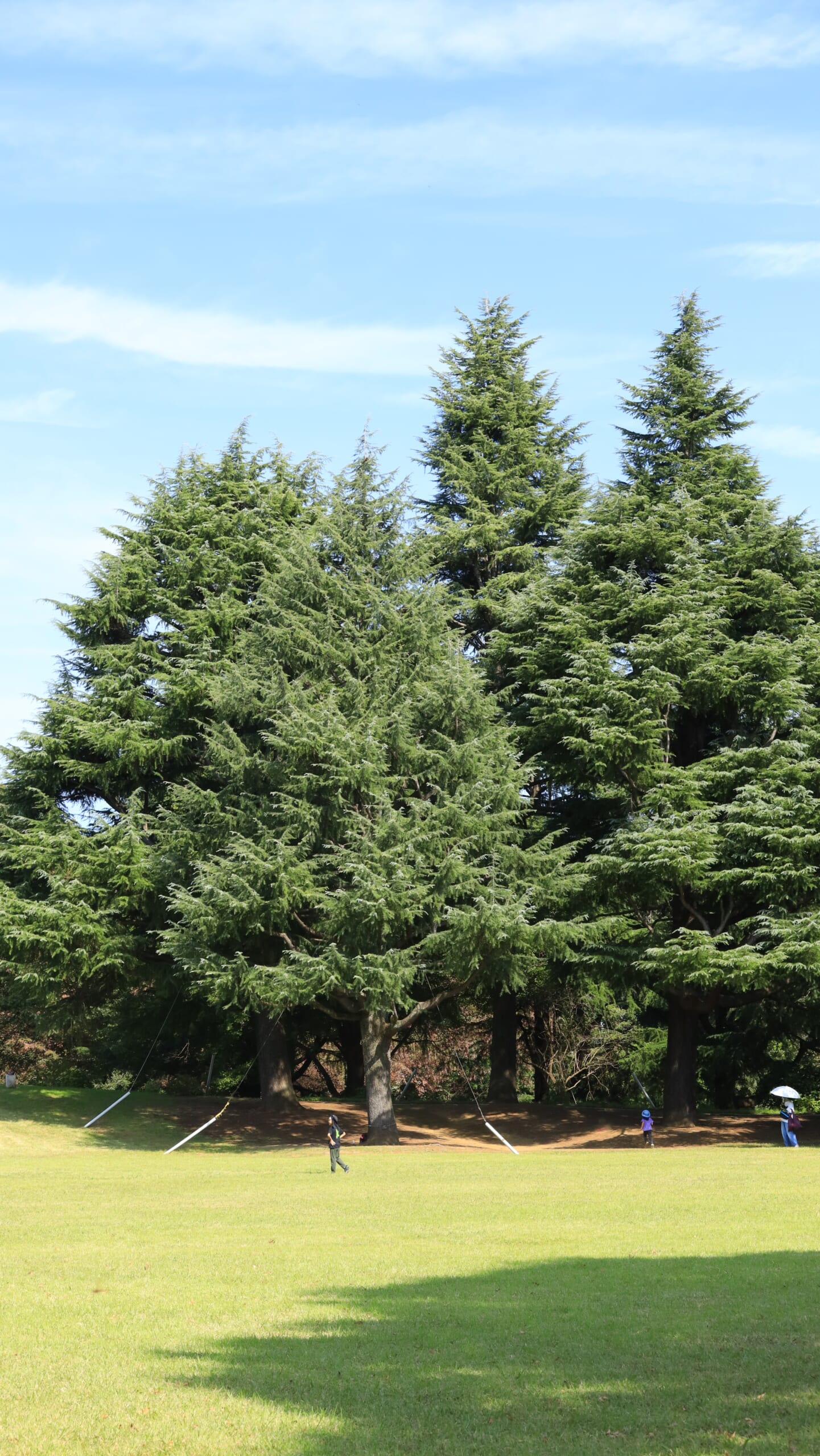 国営昭和記念公園の広場で、大きくそびえるヒマラヤスギの木と、その周辺でゆったり過ごす人々の風景
