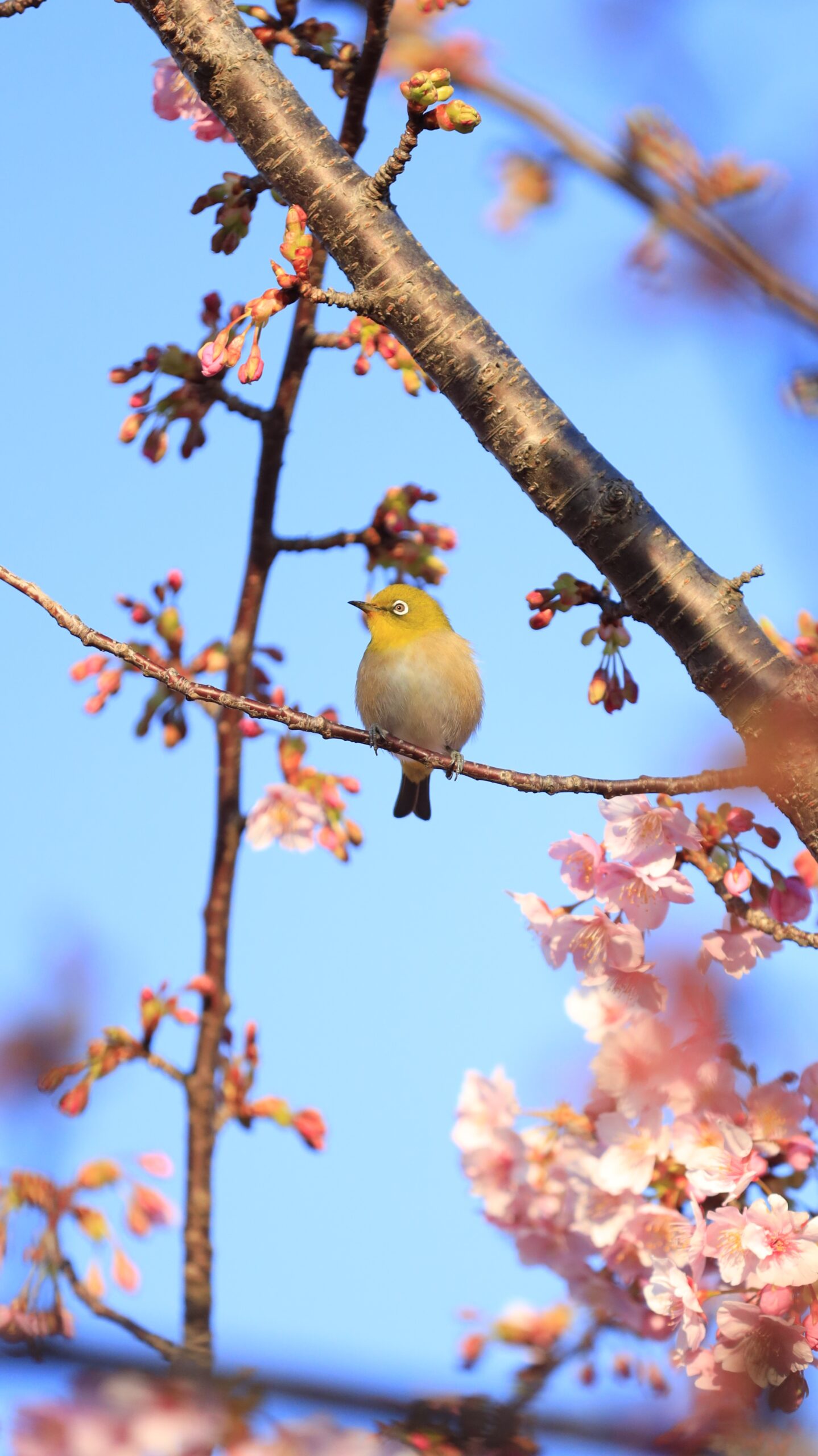なぎさ公園で、河津桜の枝の上で横を向き、周囲の様子をうかがうメジロの姿を撮影。自然の中のワンシーンを切り取り。