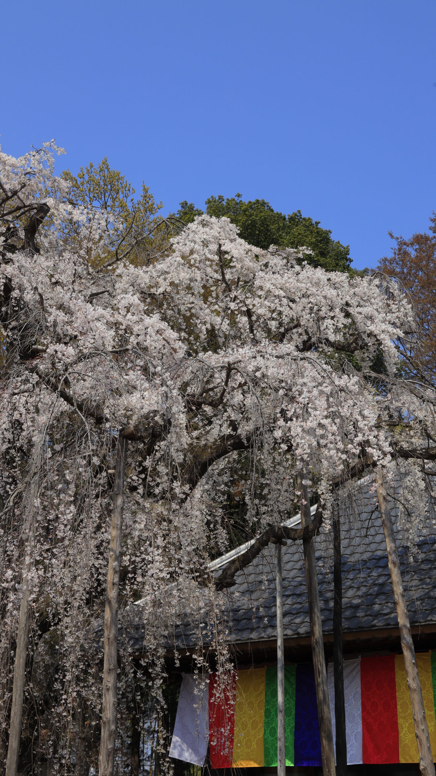 慈眼寺のシダレザクラで寺の上部と枝垂れ桜を見上げて捉えた迫力ある構図