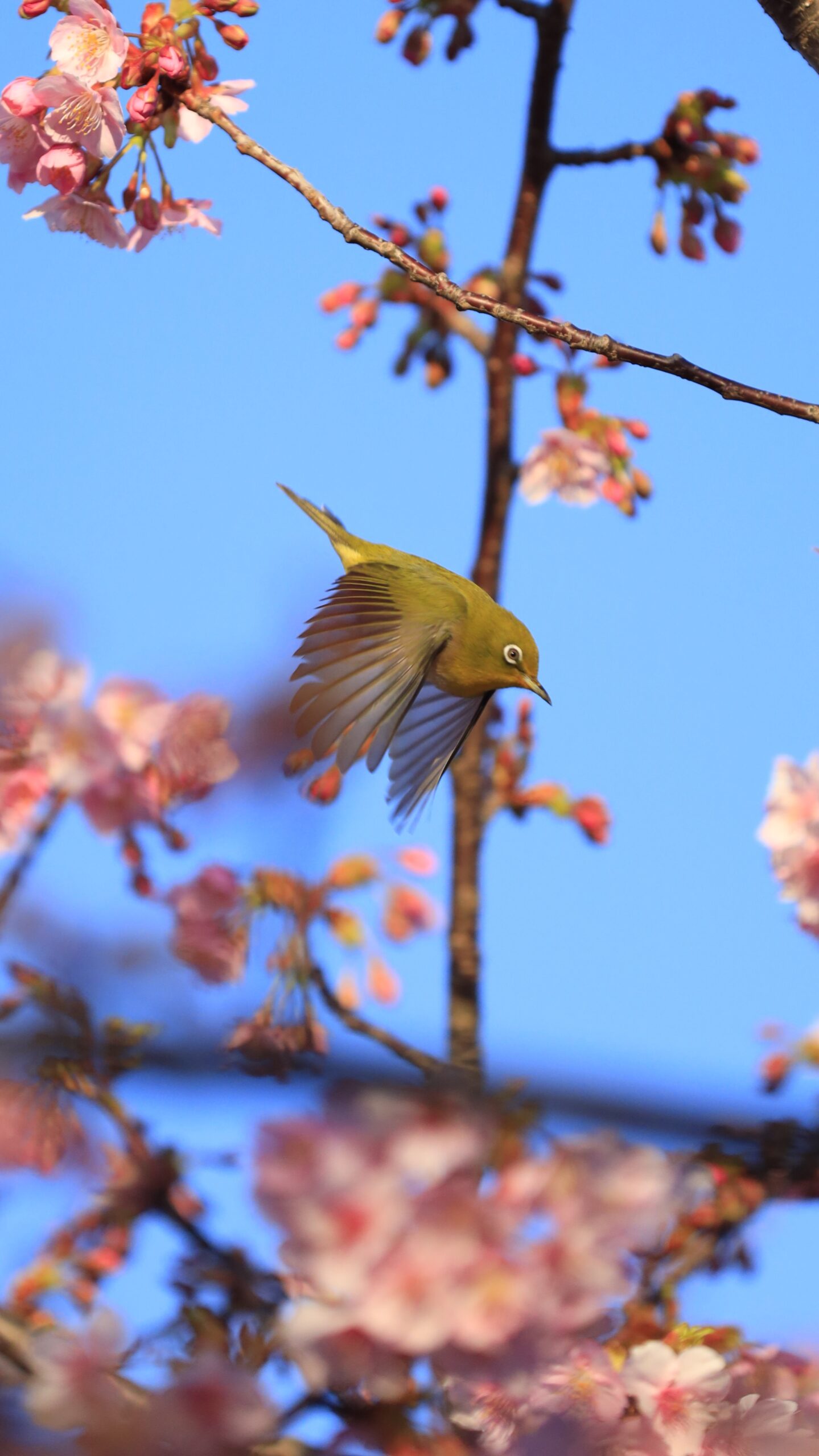 なぎさ公園で、河津桜の枝から飛び降り、羽を広げるメジロの躍動感あふれる瞬間を撮影。動きのある構図で春の生命力を表現。