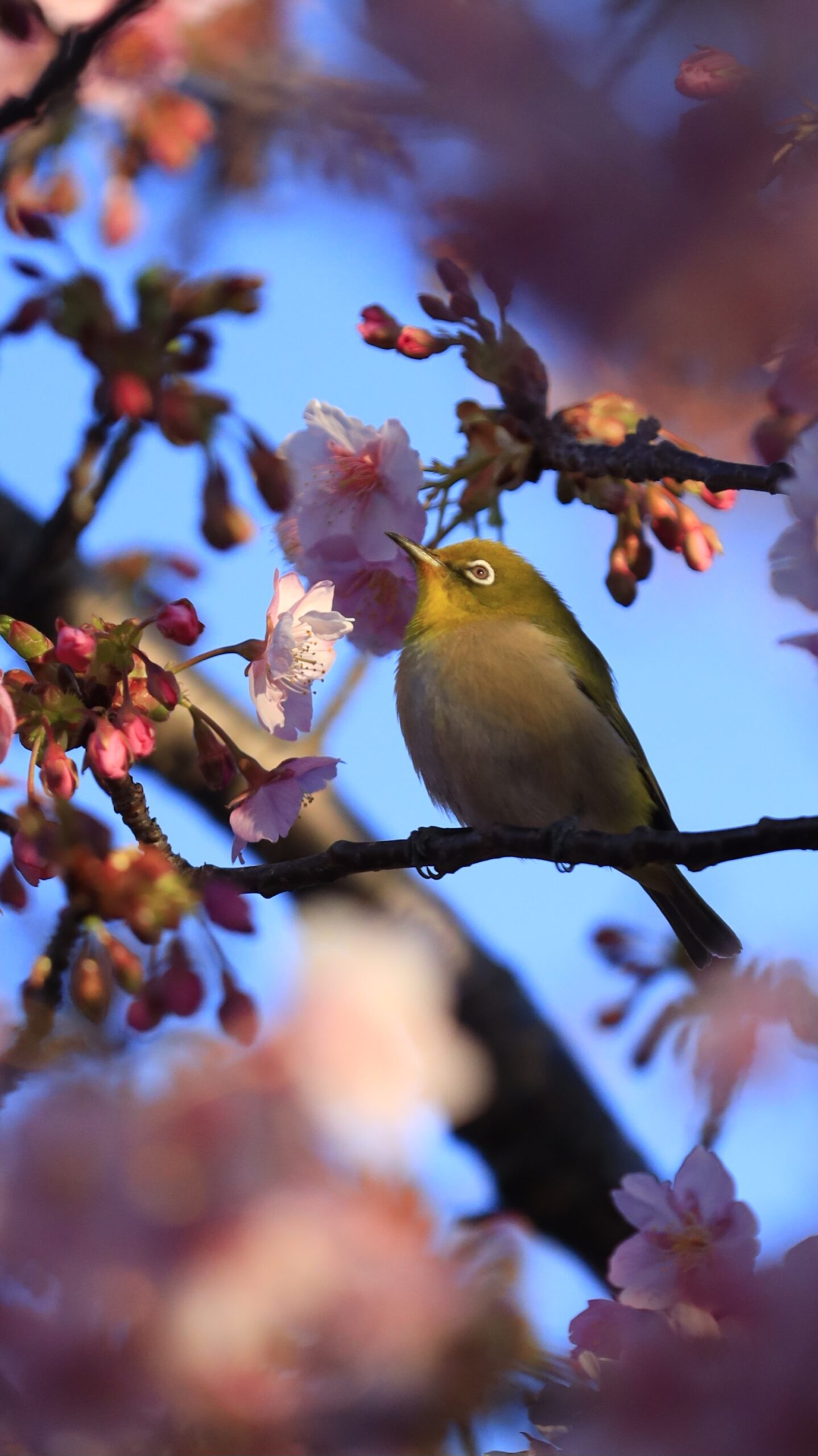 なぎさ公園で、河津桜の花の間から上を向くメジロの様子をこっそりと狙って撮影。花越しにのぞく姿が印象的。